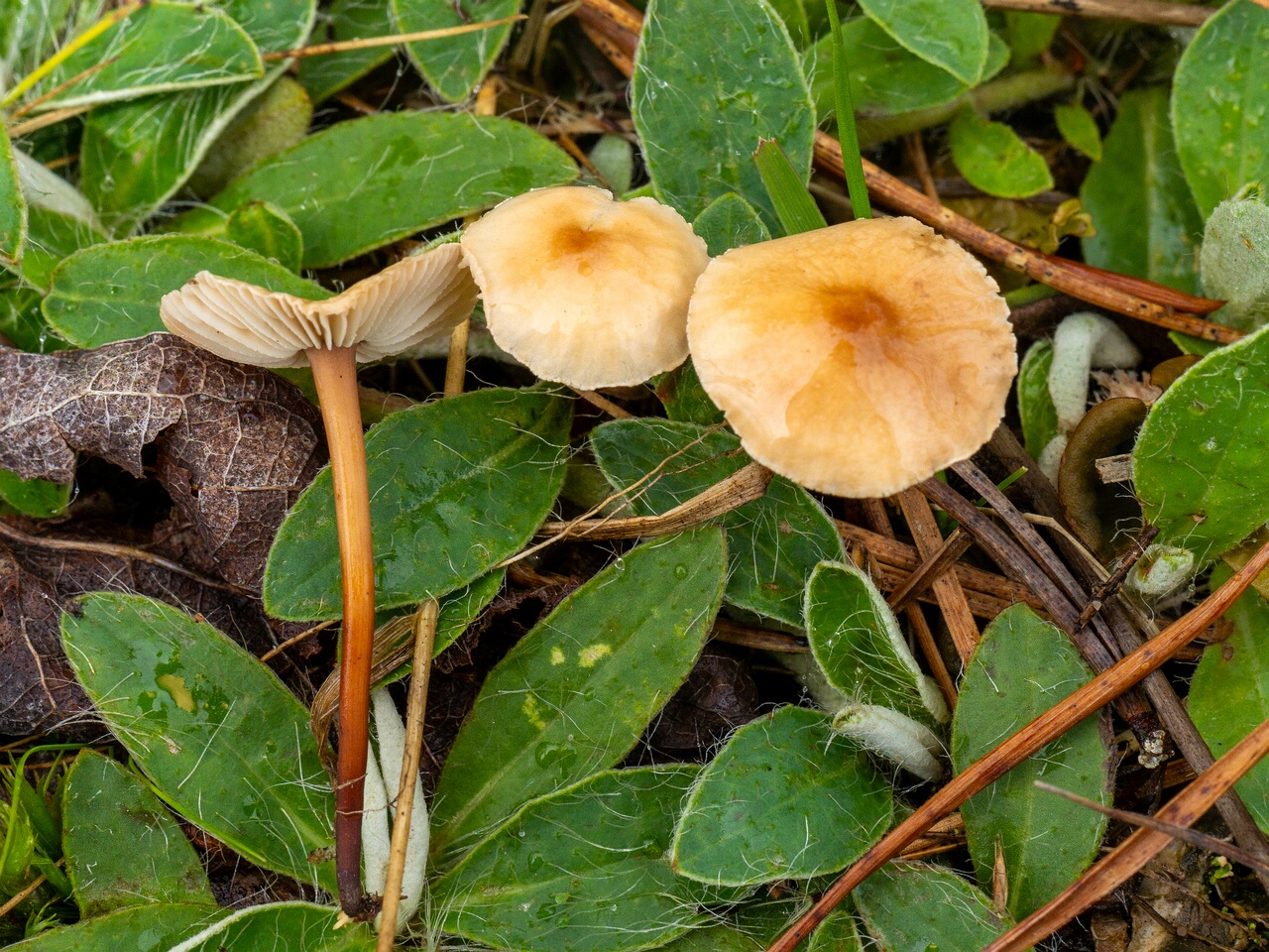 Mycetinis scorodonius _2026-07-04_1-6