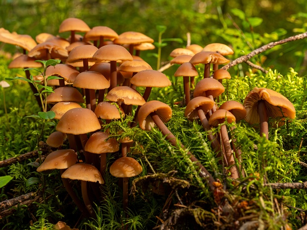 Коннопус скученный - Connopus acervatus