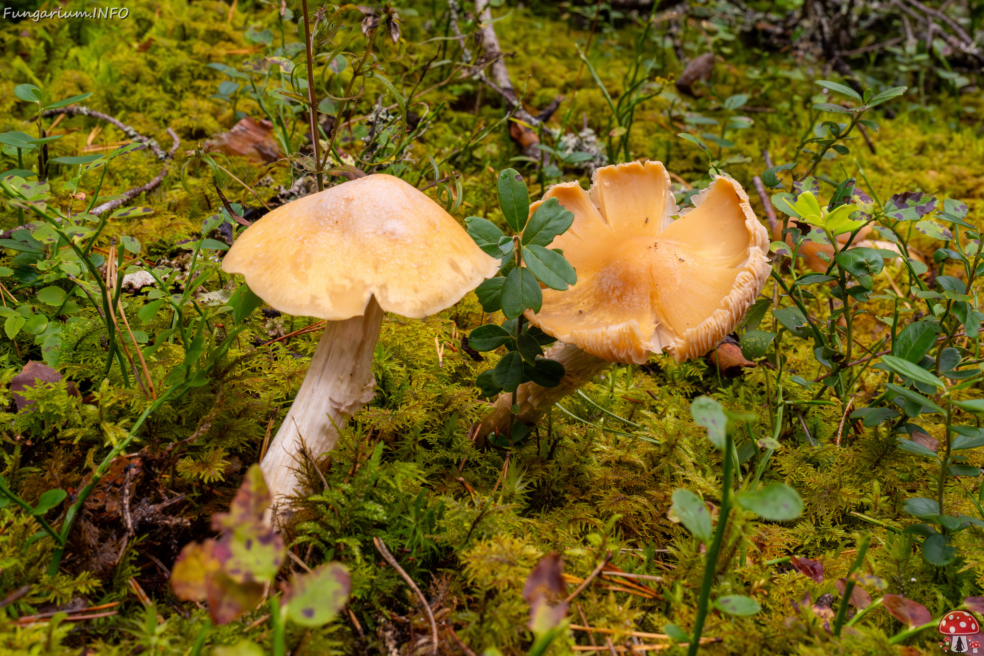 cortinarius-caperatus_1-1 