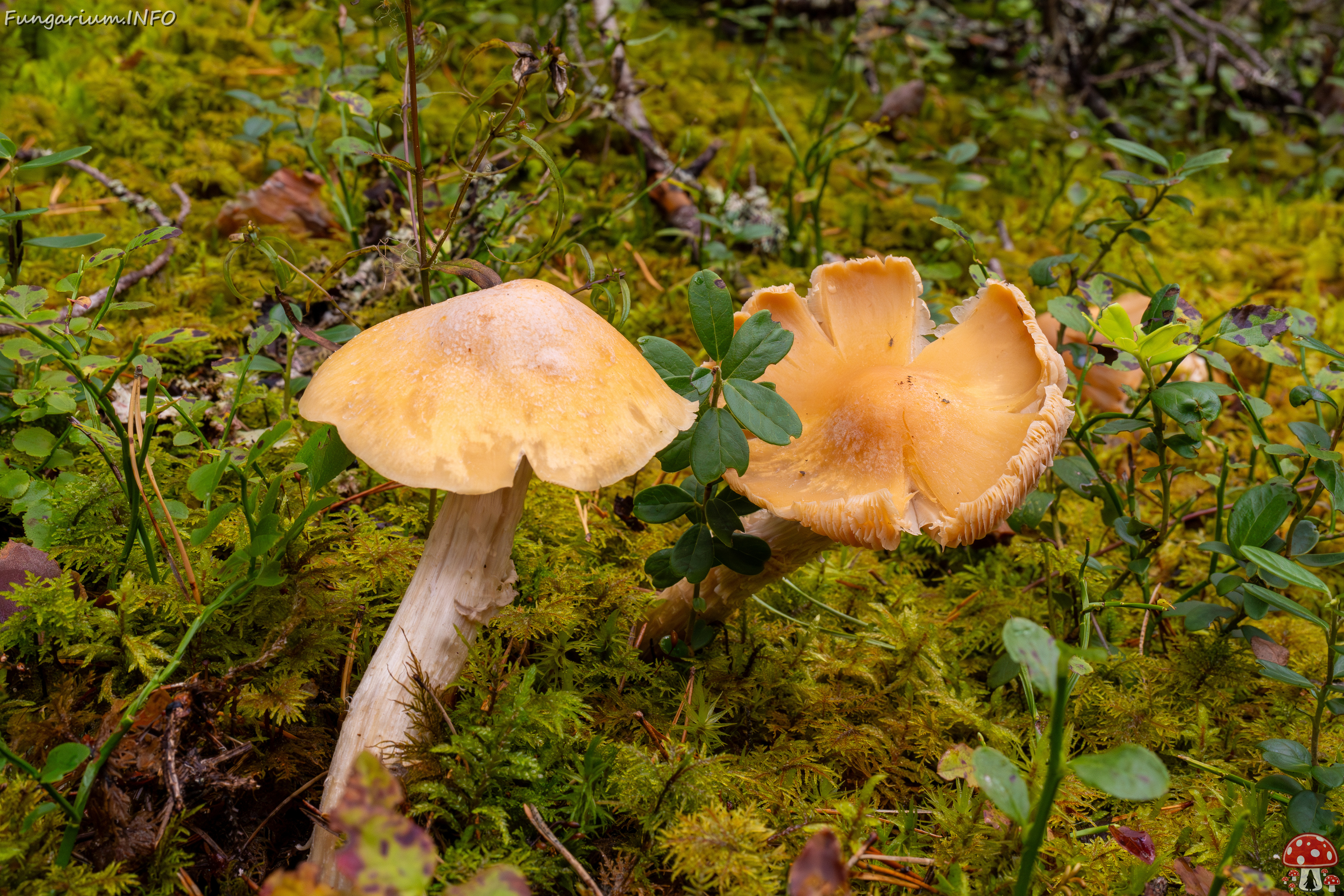 cortinarius-caperatus_1-2 