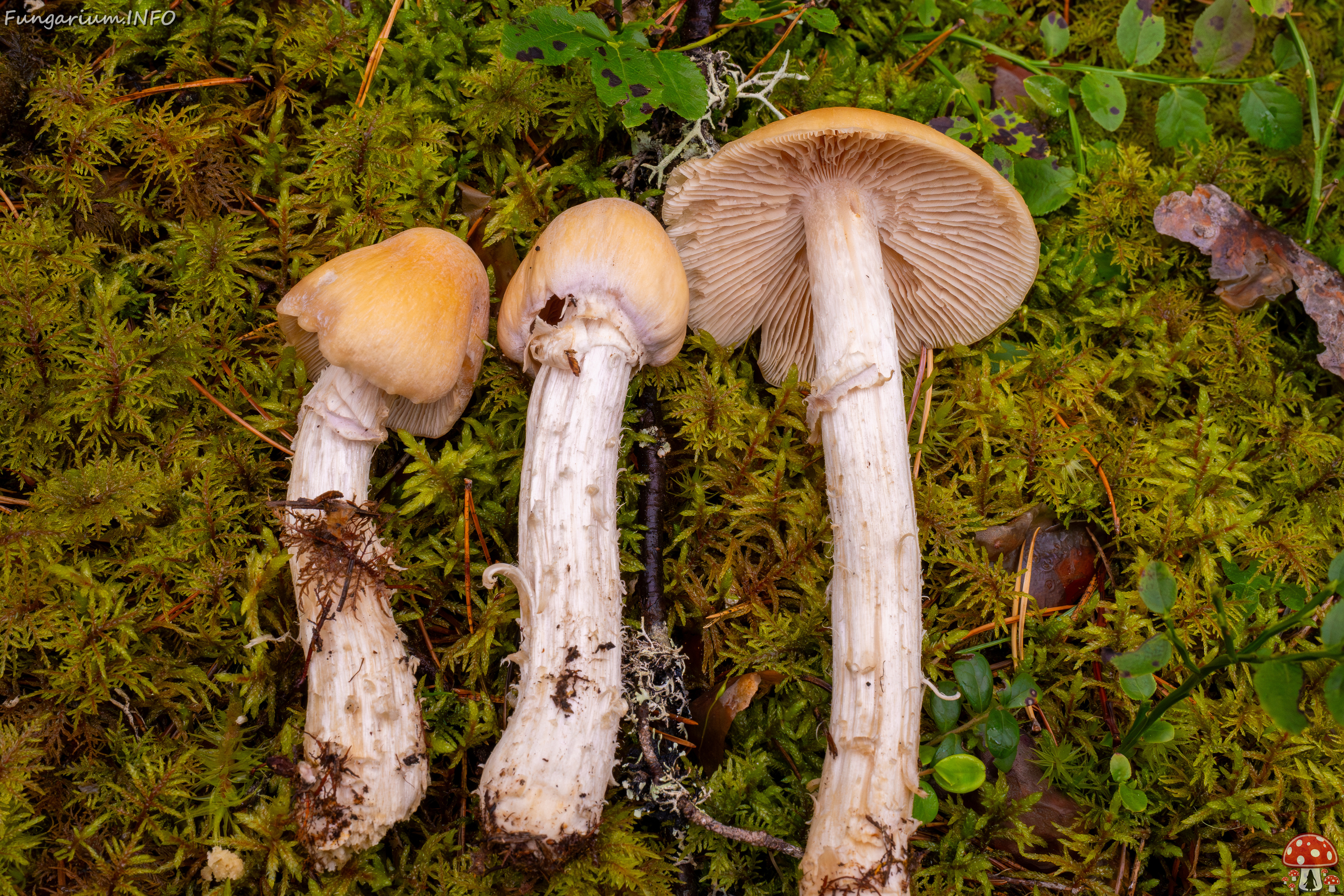 cortinarius-caperatus_1-3 