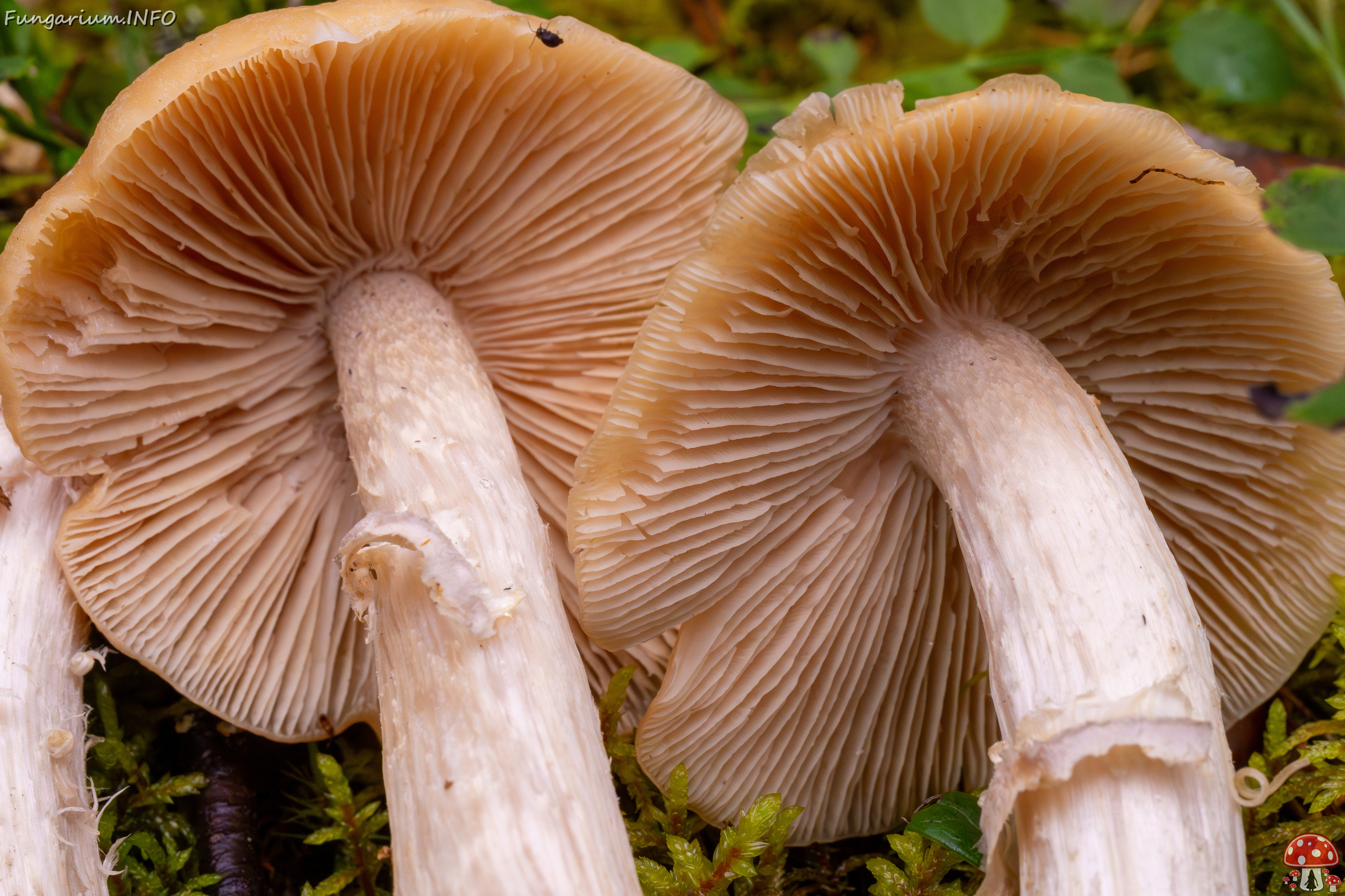 cortinarius-caperatus_1-4 