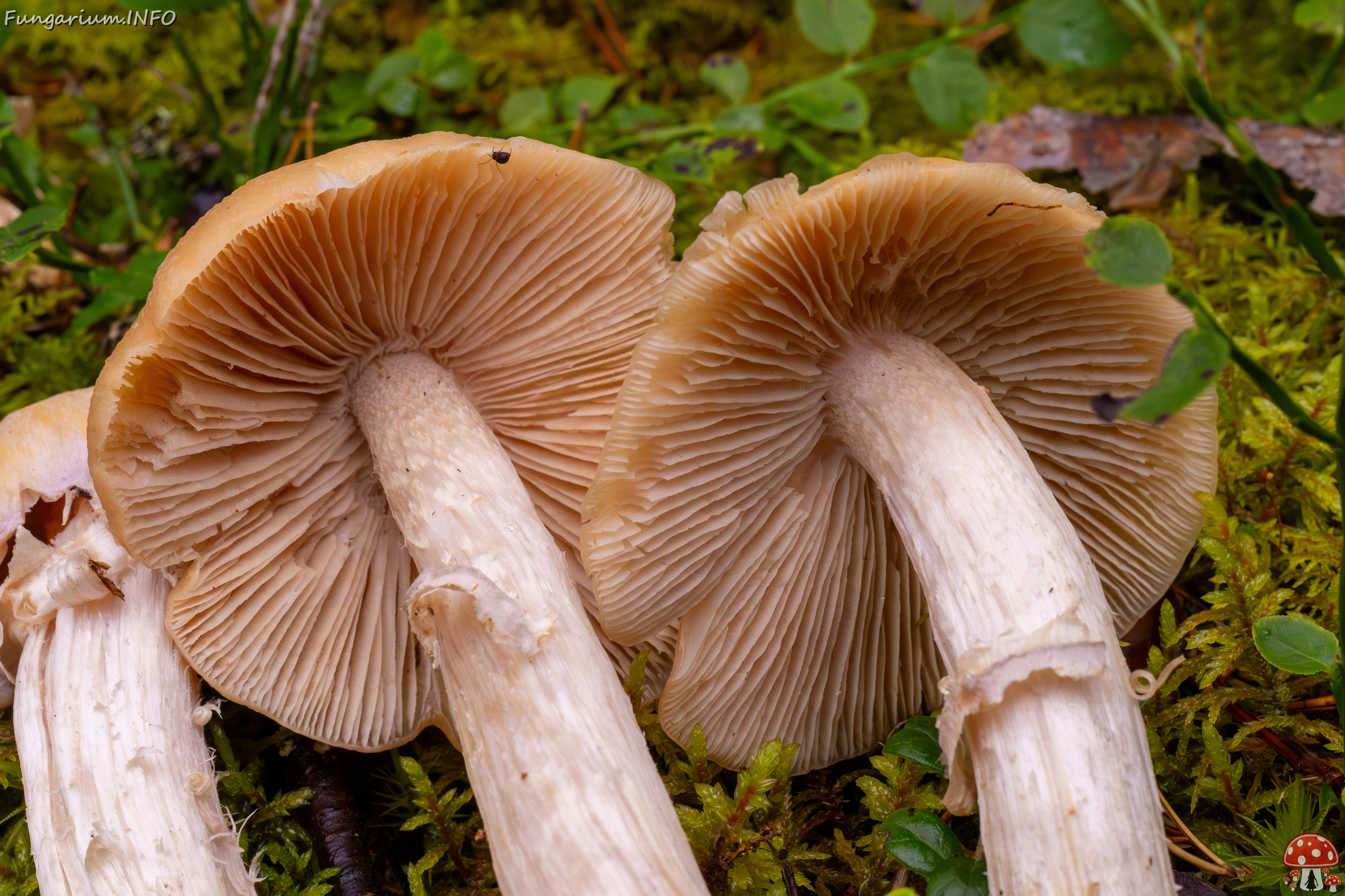 cortinarius-caperatus_1-5 