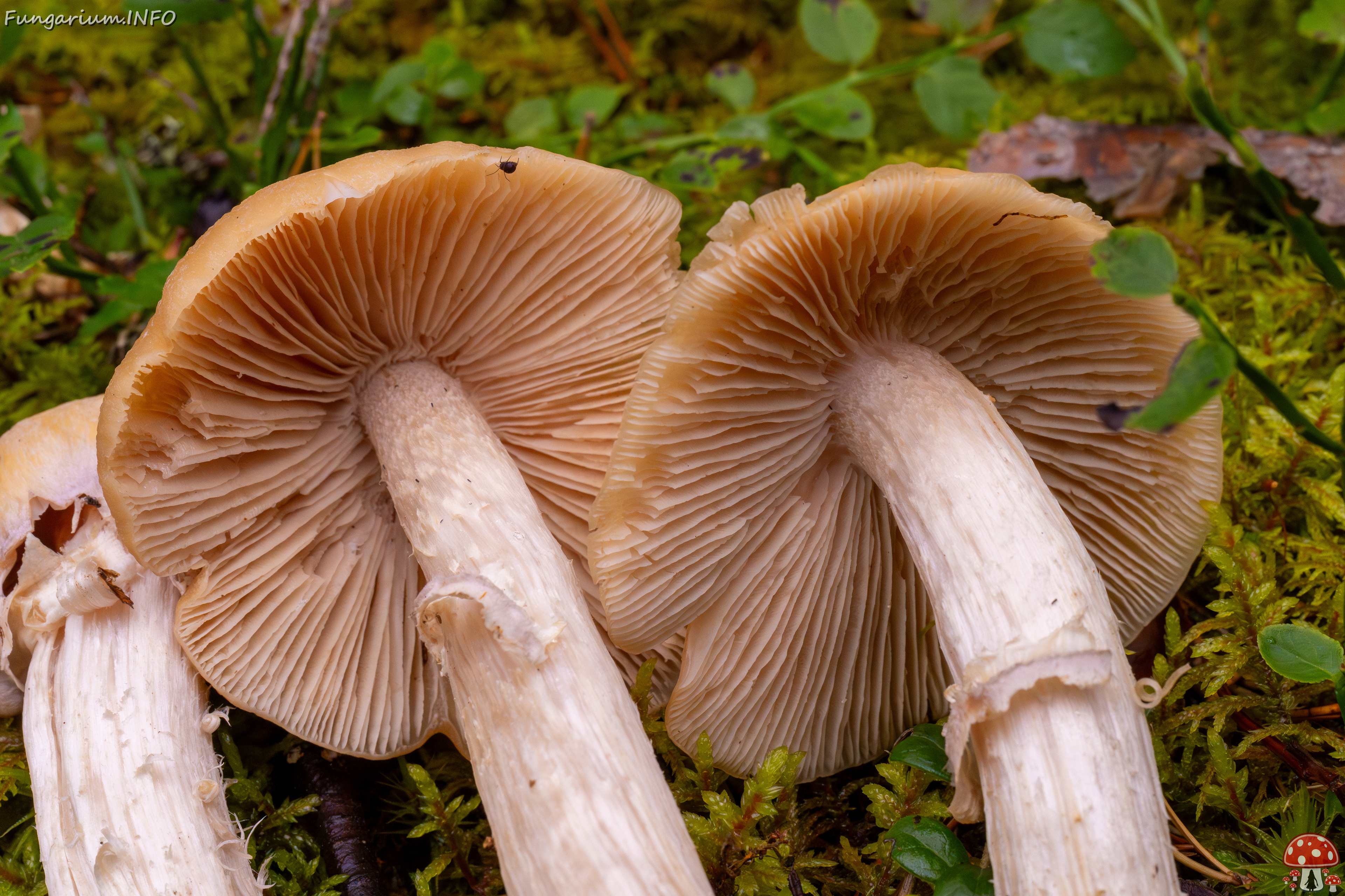 cortinarius-caperatus_1-6 