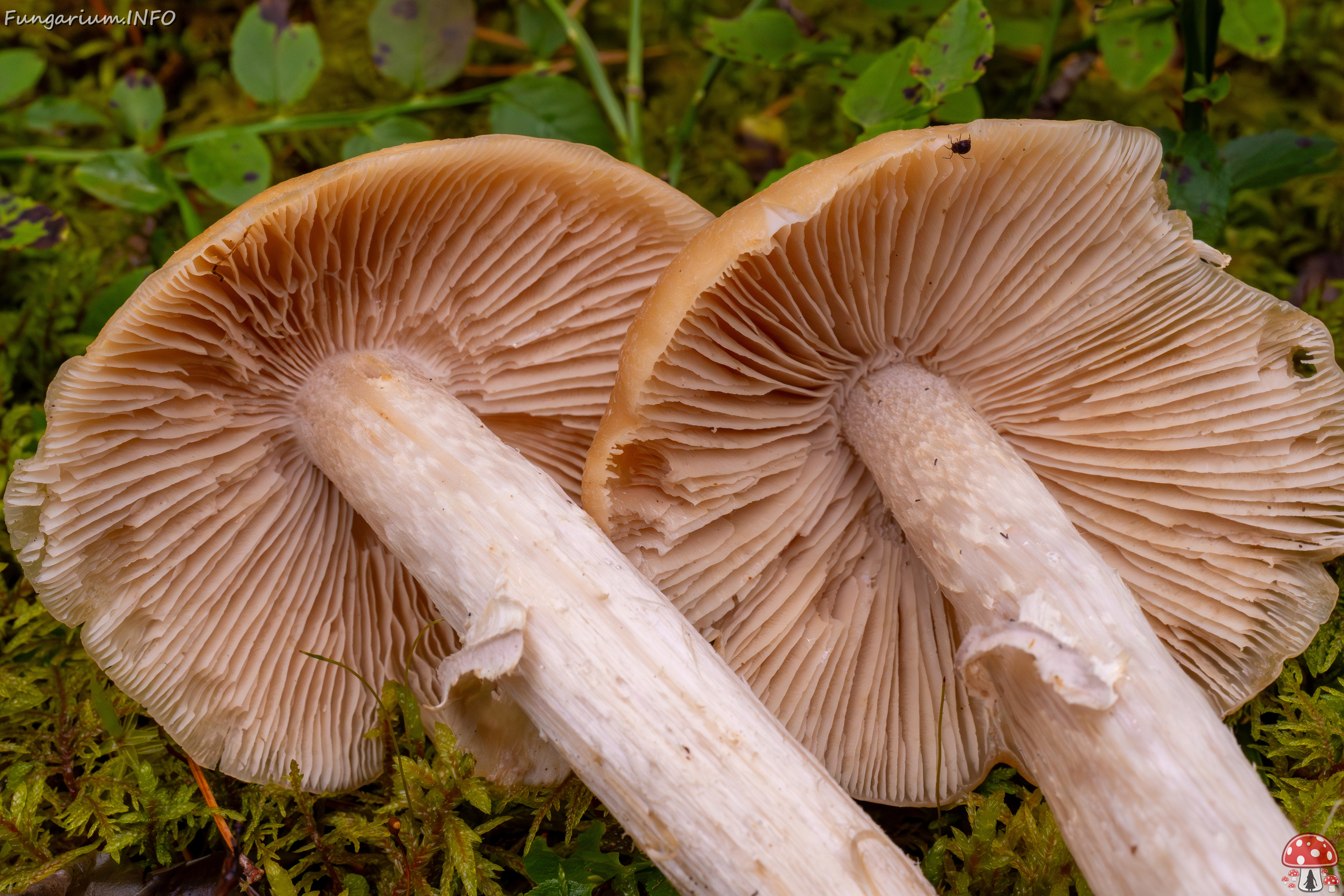 cortinarius-caperatus_1-7 