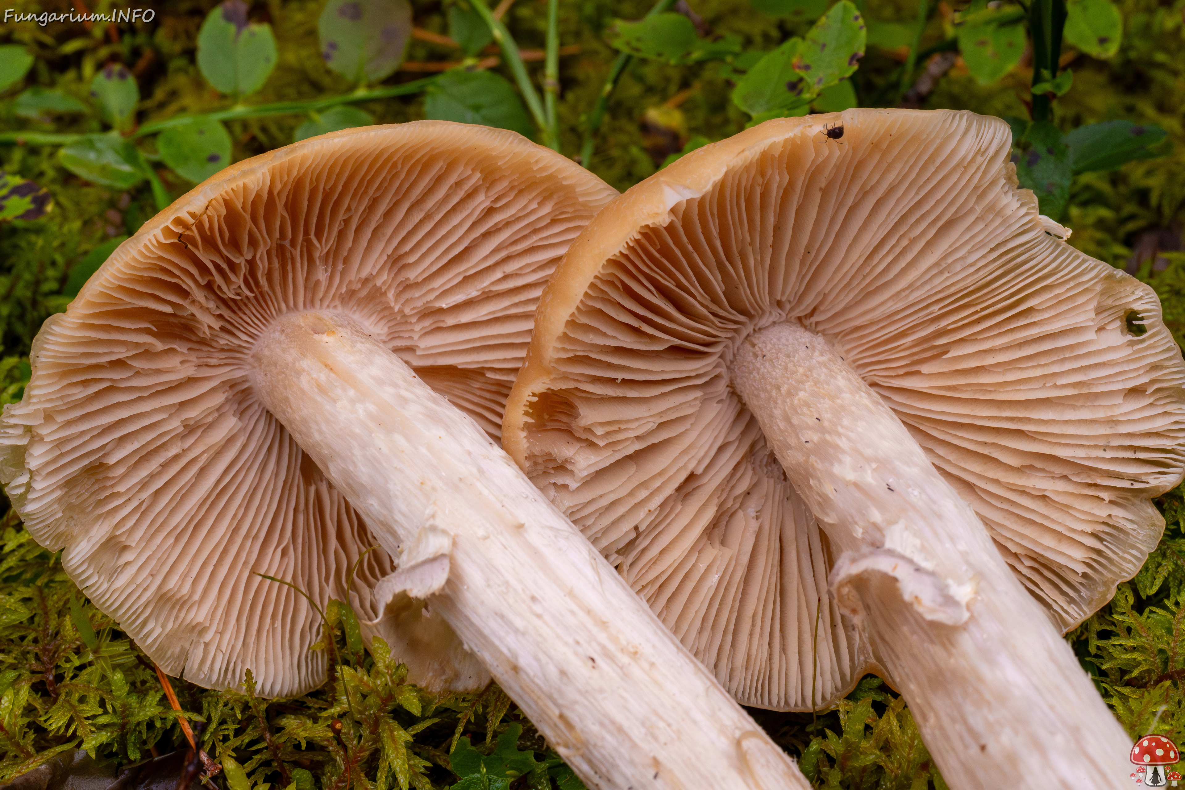 cortinarius-caperatus_1-8 