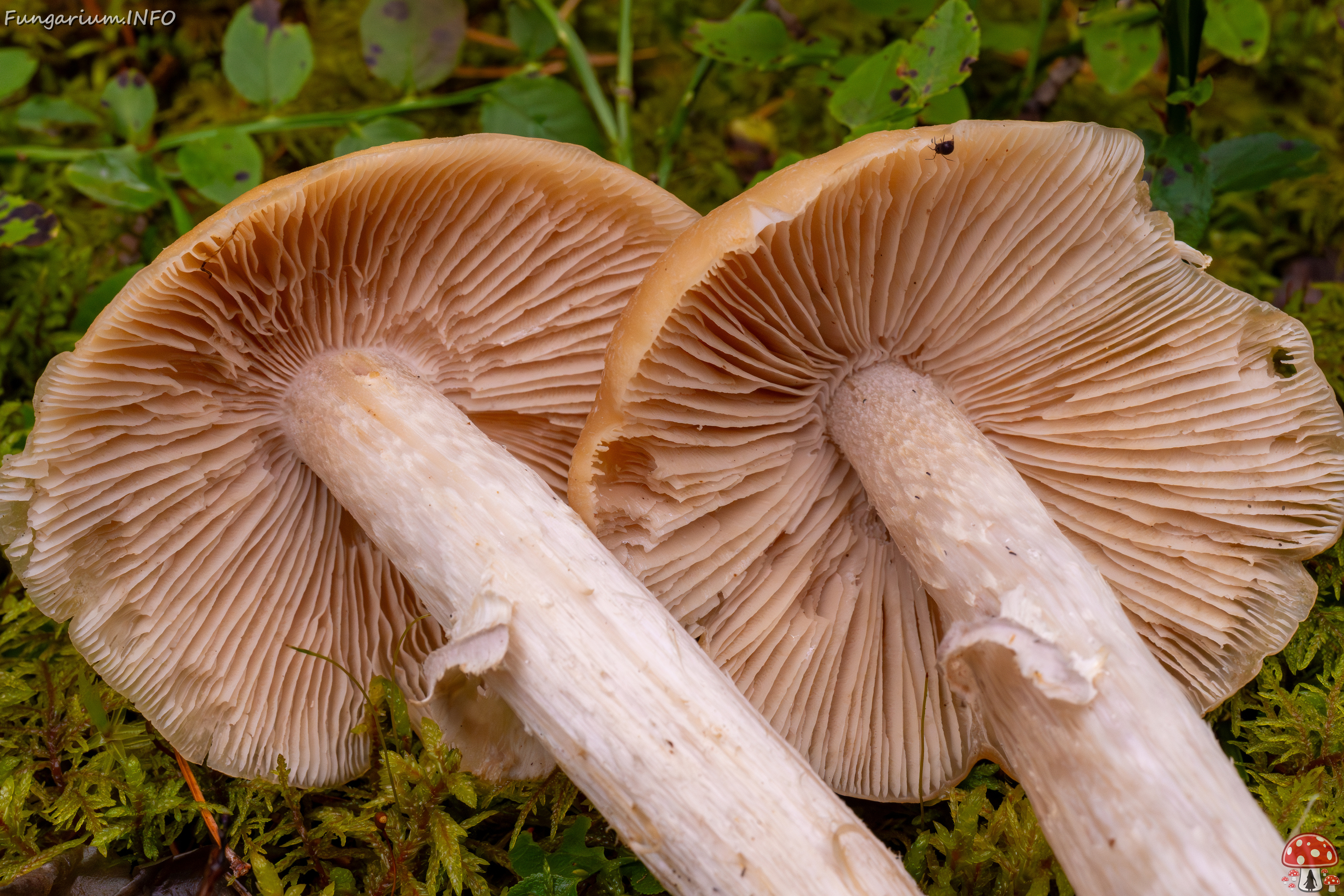 cortinarius-caperatus_1-9 