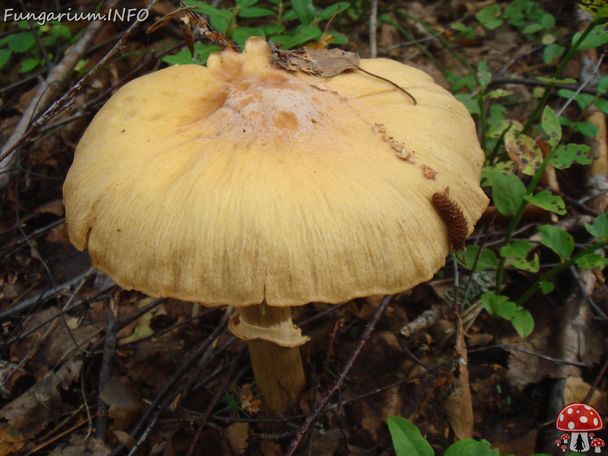 fungi-0004802 