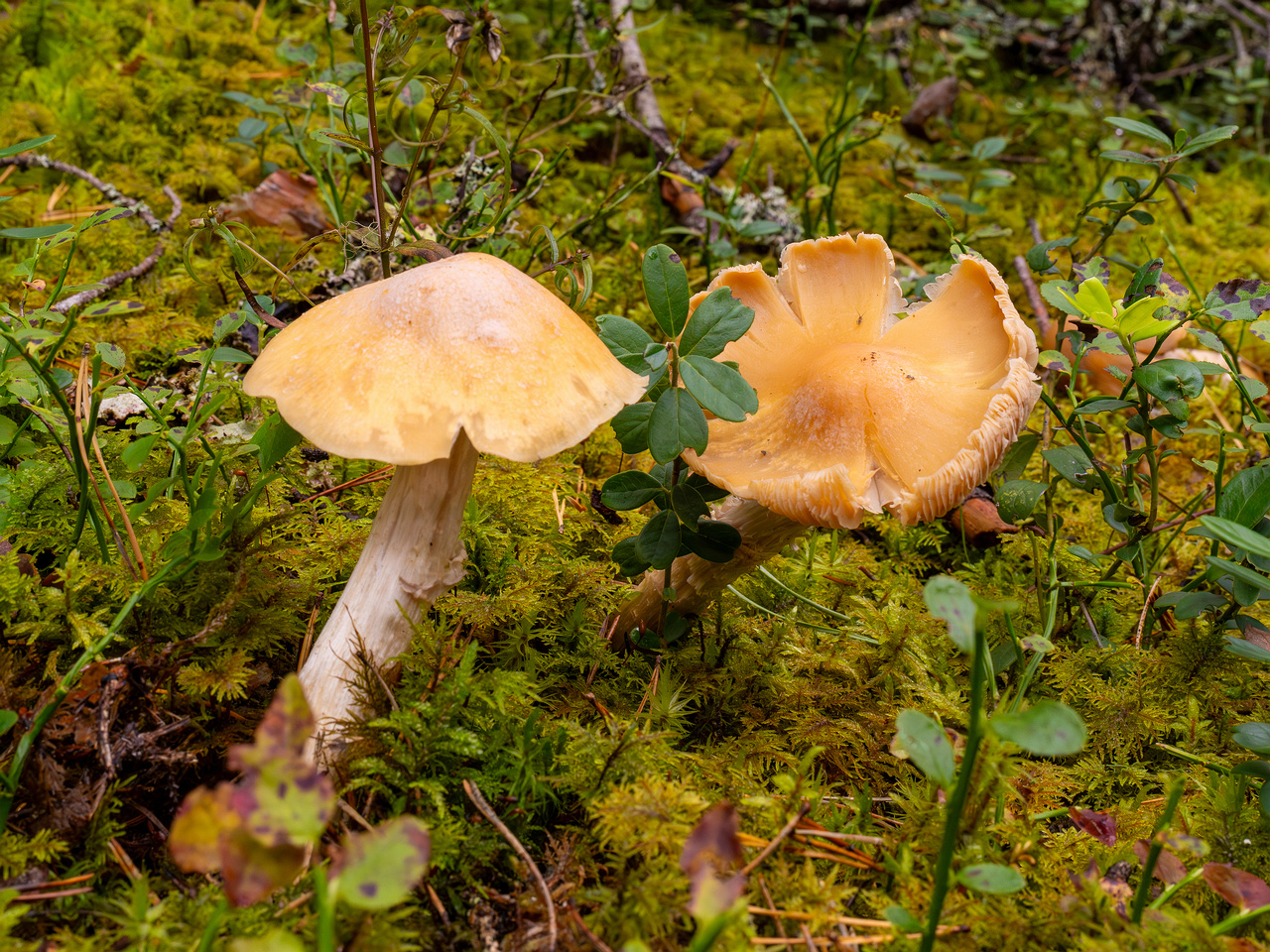 cortinarius-caperatus_1-1