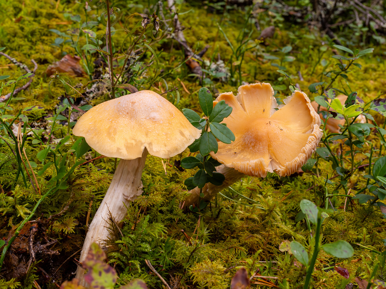 cortinarius-caperatus_1-2