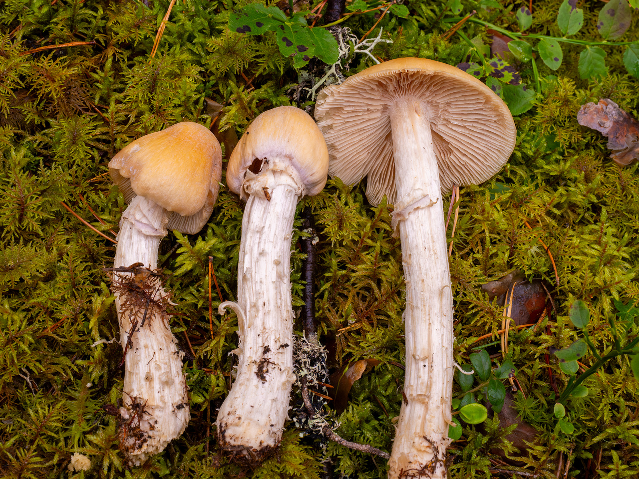 cortinarius-caperatus_1-3