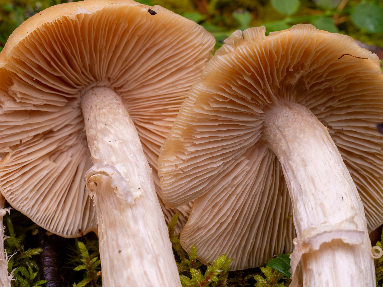 cortinarius-caperatus_1-4