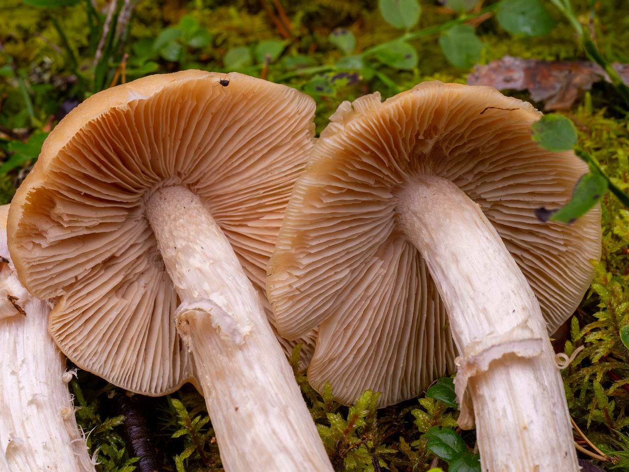 cortinarius-caperatus_1-5