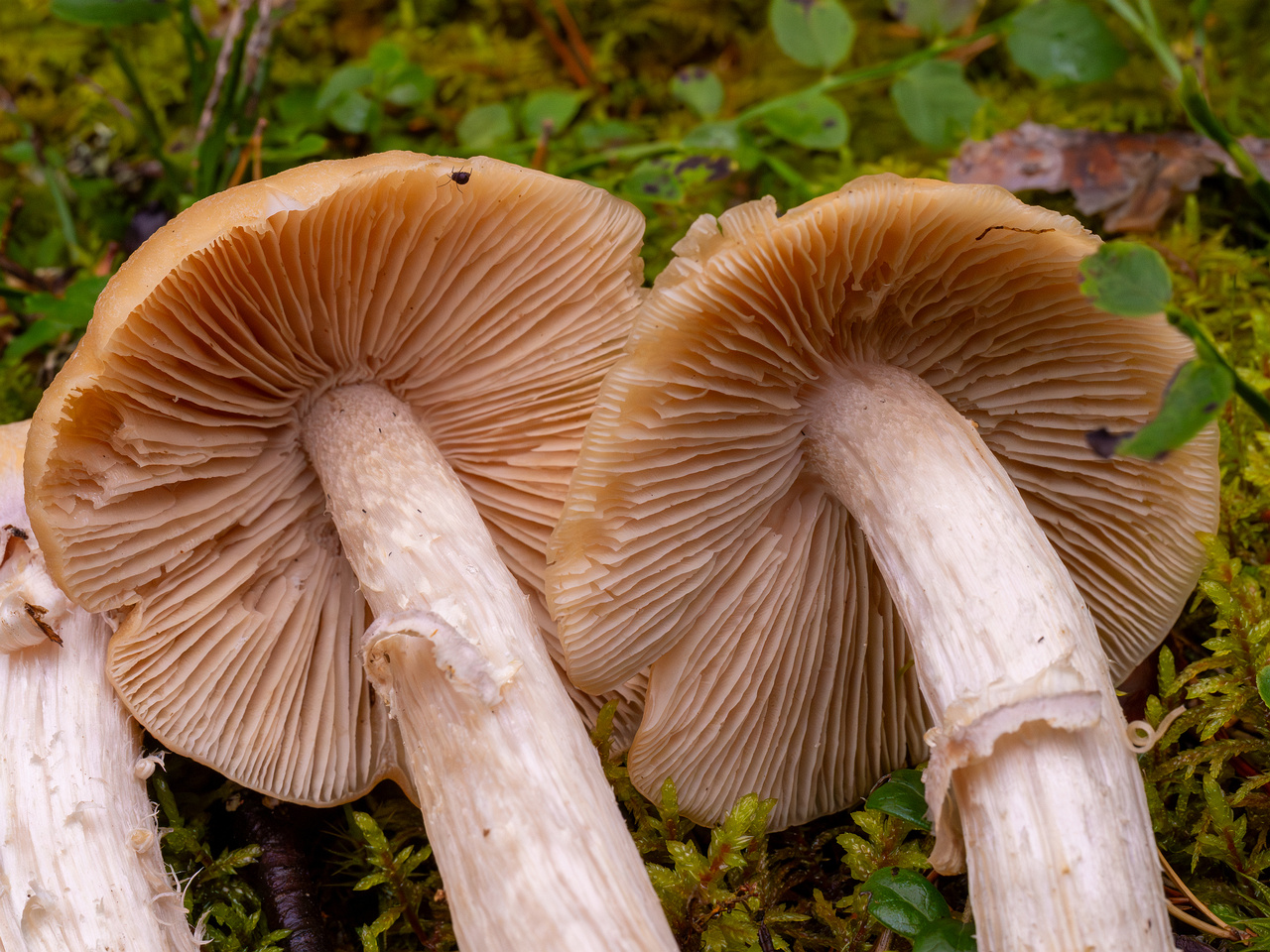 cortinarius-caperatus_1-6