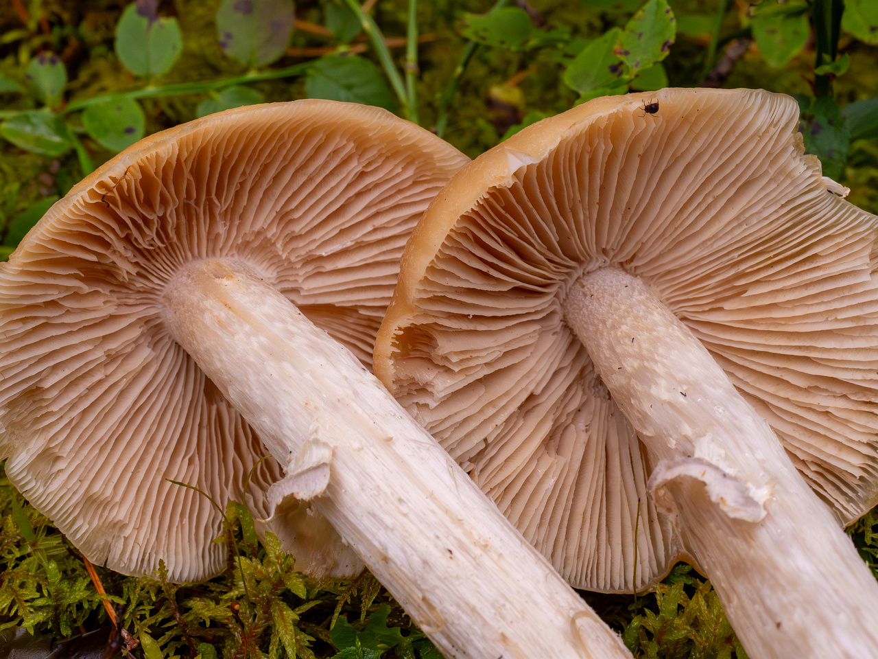 cortinarius-caperatus_1-7