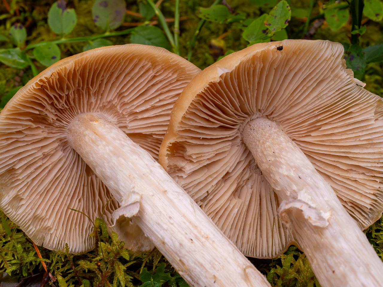 cortinarius-caperatus_1-8