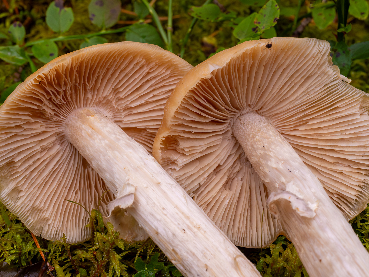 cortinarius-caperatus_1-9