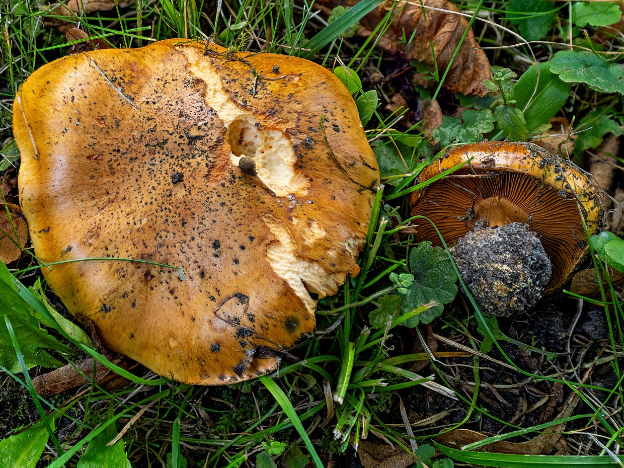 Красивопаутинник полусверкающий - Calonarius olearioides