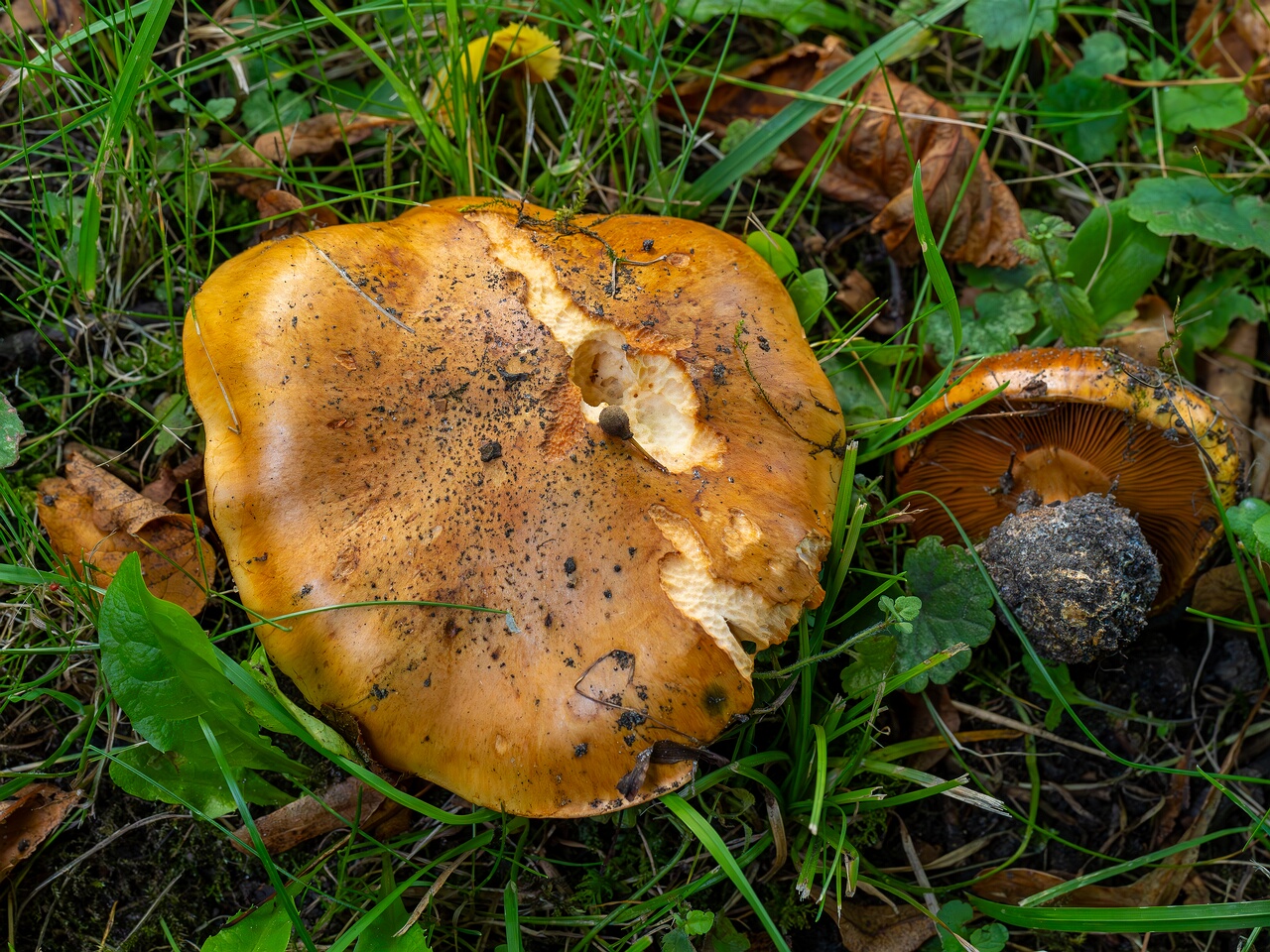 Calonarius olearioides _2026-09-15_1-1