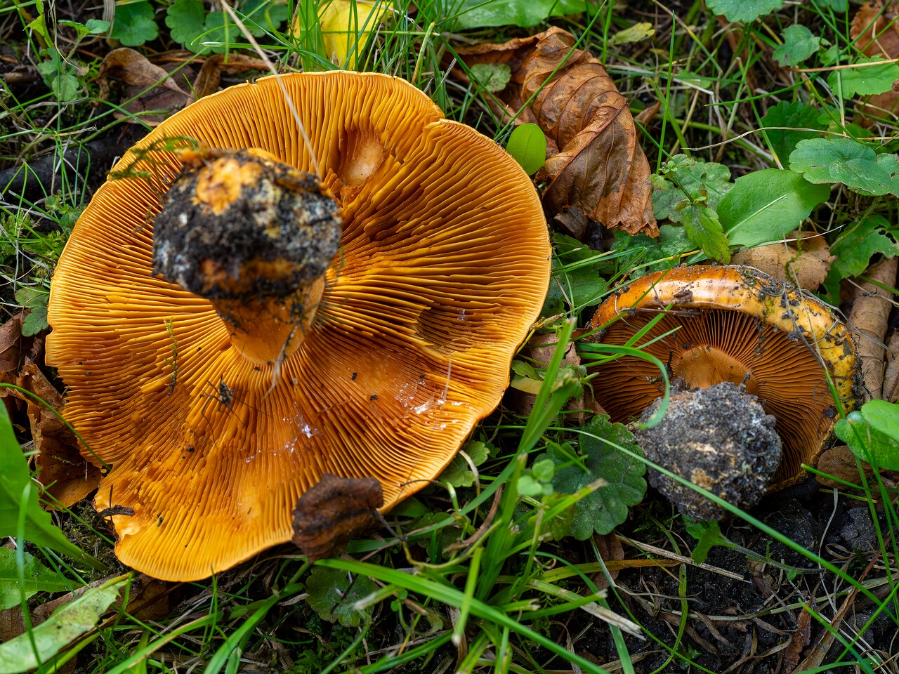 Calonarius olearioides _2026-09-15_1-2