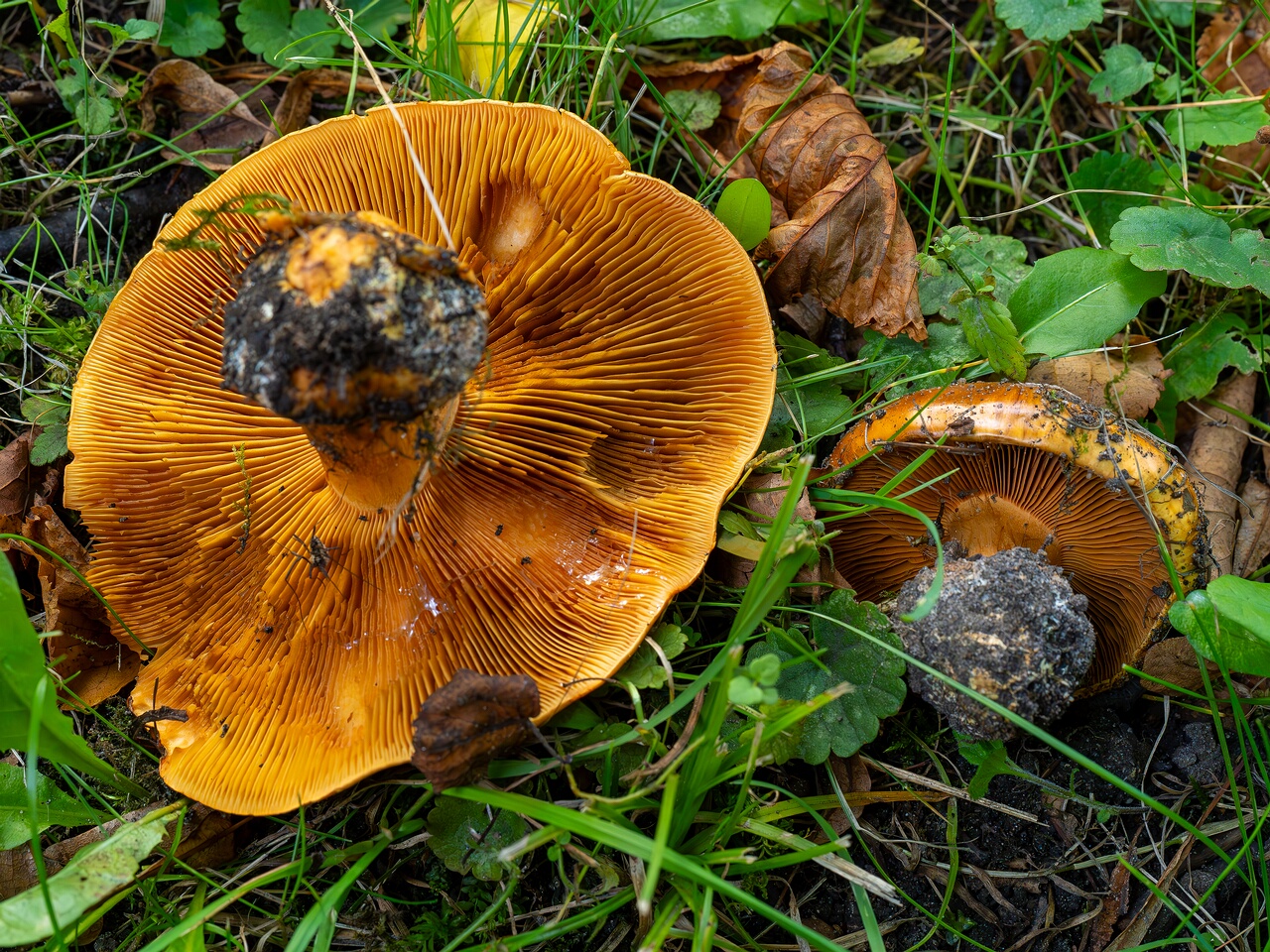 Calonarius olearioides _2026-09-15_1-3