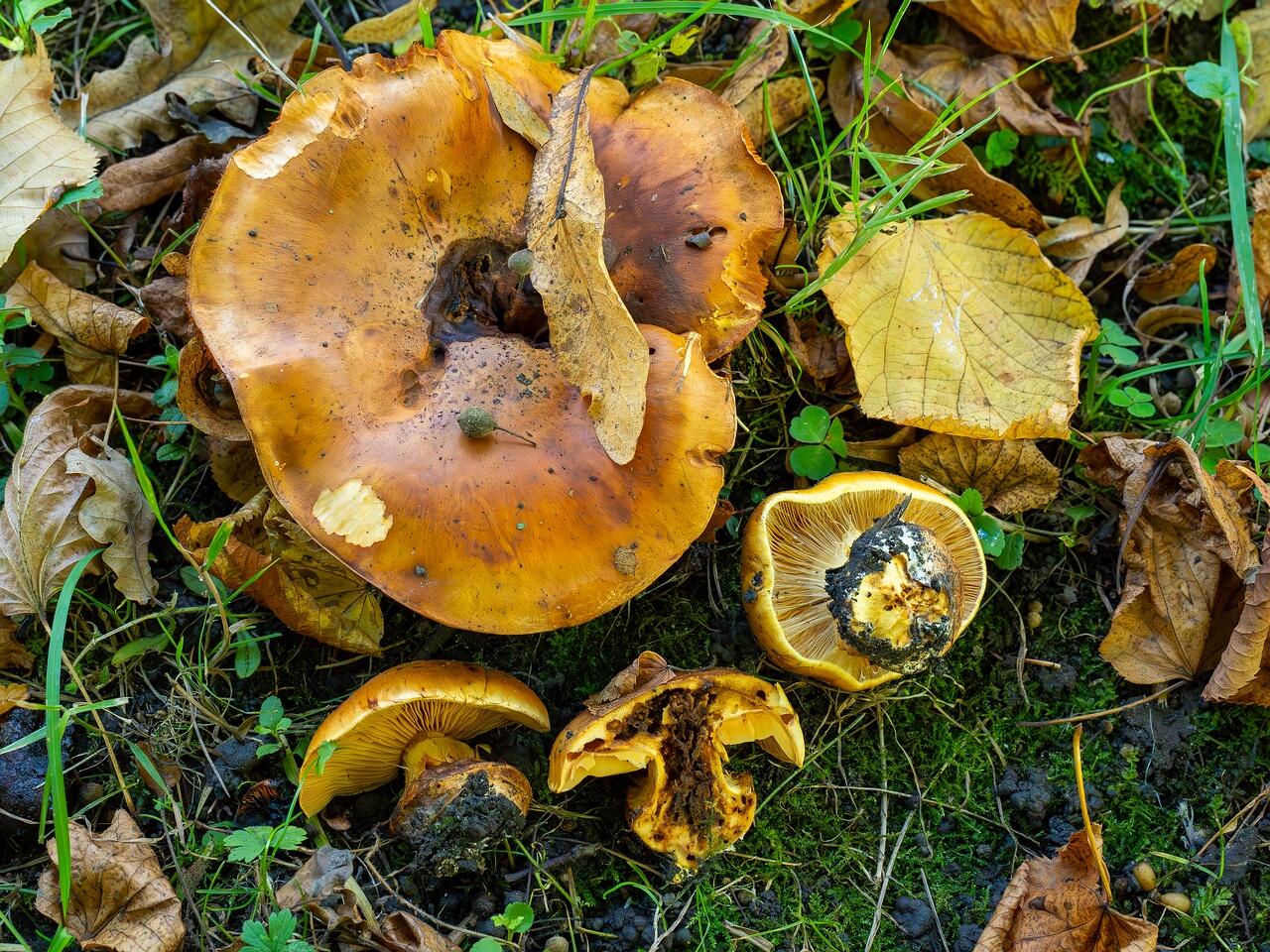 Calonarius olearioides _2026-09-15_1-4