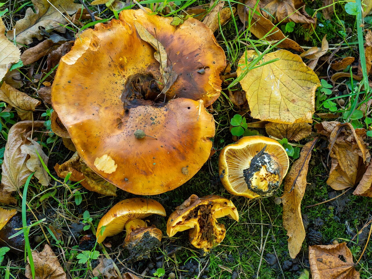 Calonarius olearioides _2026-09-15_1-5