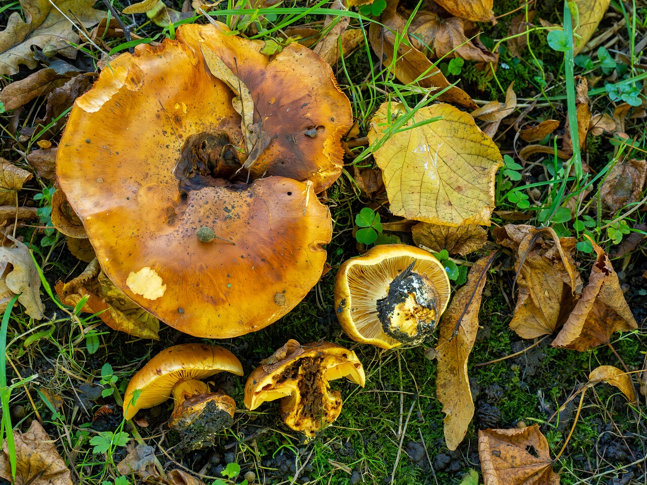 Calonarius olearioides _2026-09-15_1-7