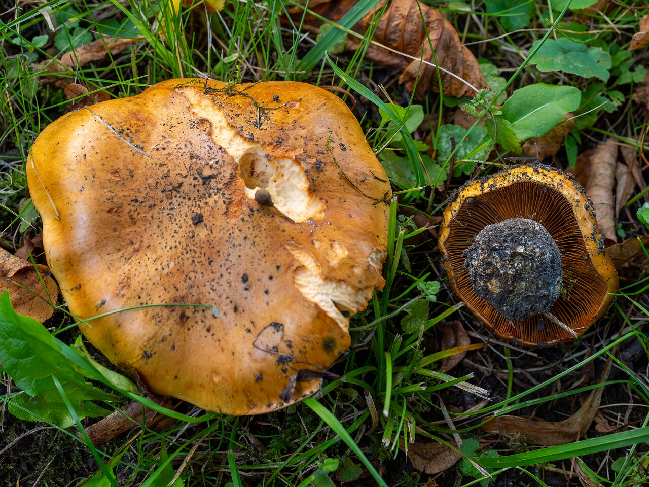 Calonarius olearioides _2026-09-15_3-1