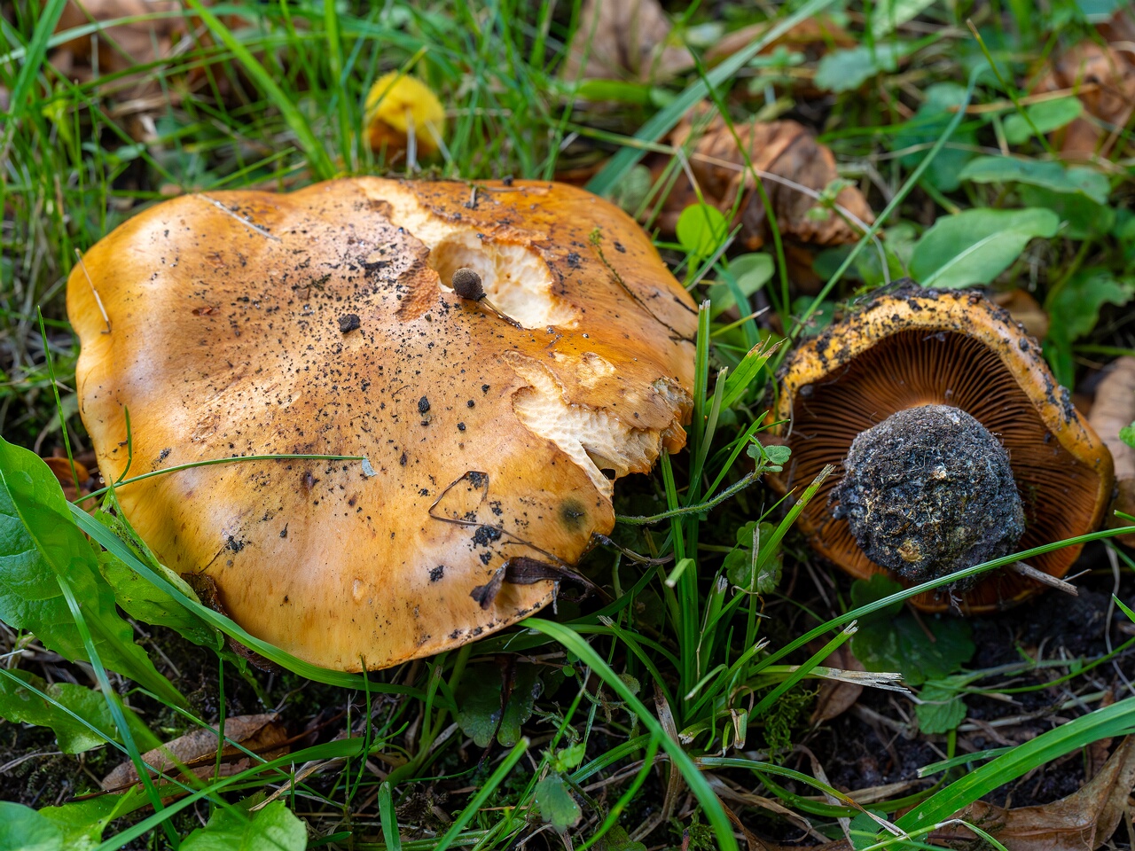 Calonarius olearioides _2026-09-15_3-2