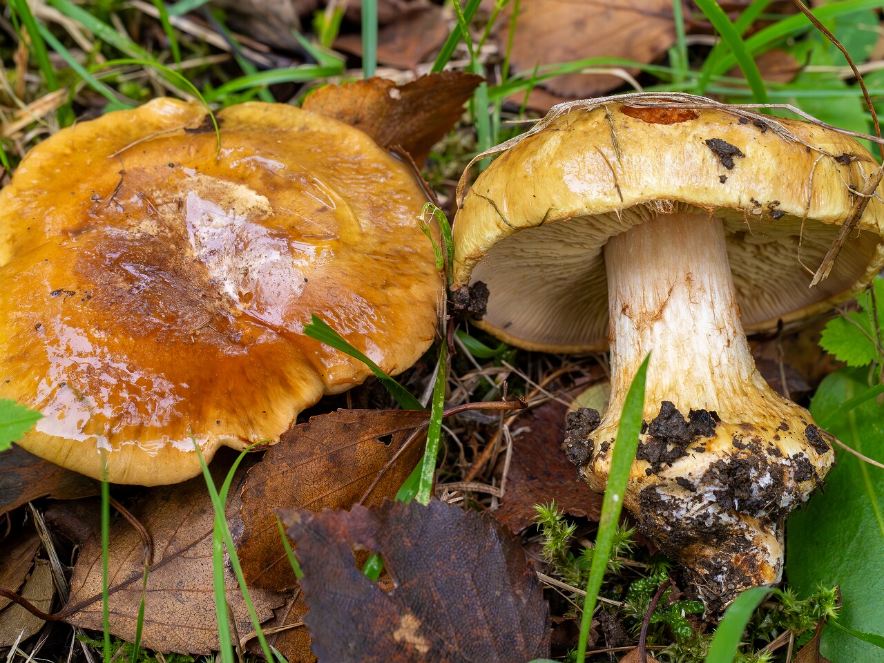 !Calonarius saporatus _2026-09-19_1-3