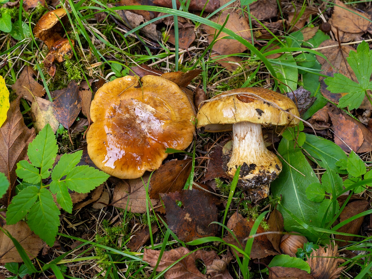 Calonarius saporatus _2026-09-19_1-1