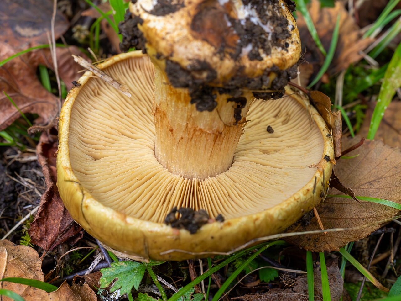 Calonarius saporatus _2026-09-19_1-4