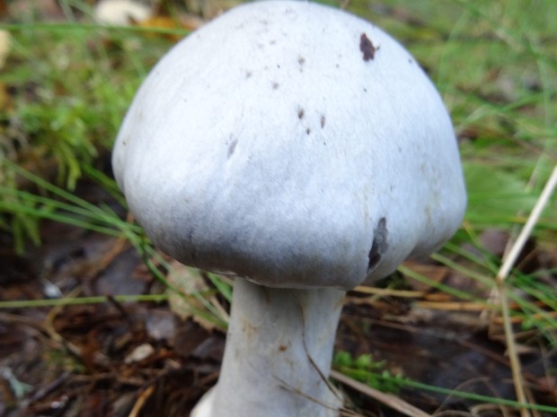 Cortinarius alboviolaceus - Паутинник бело-фиолетовый - White-veiled Cortinarius - Weißfilziger Schleimkopf