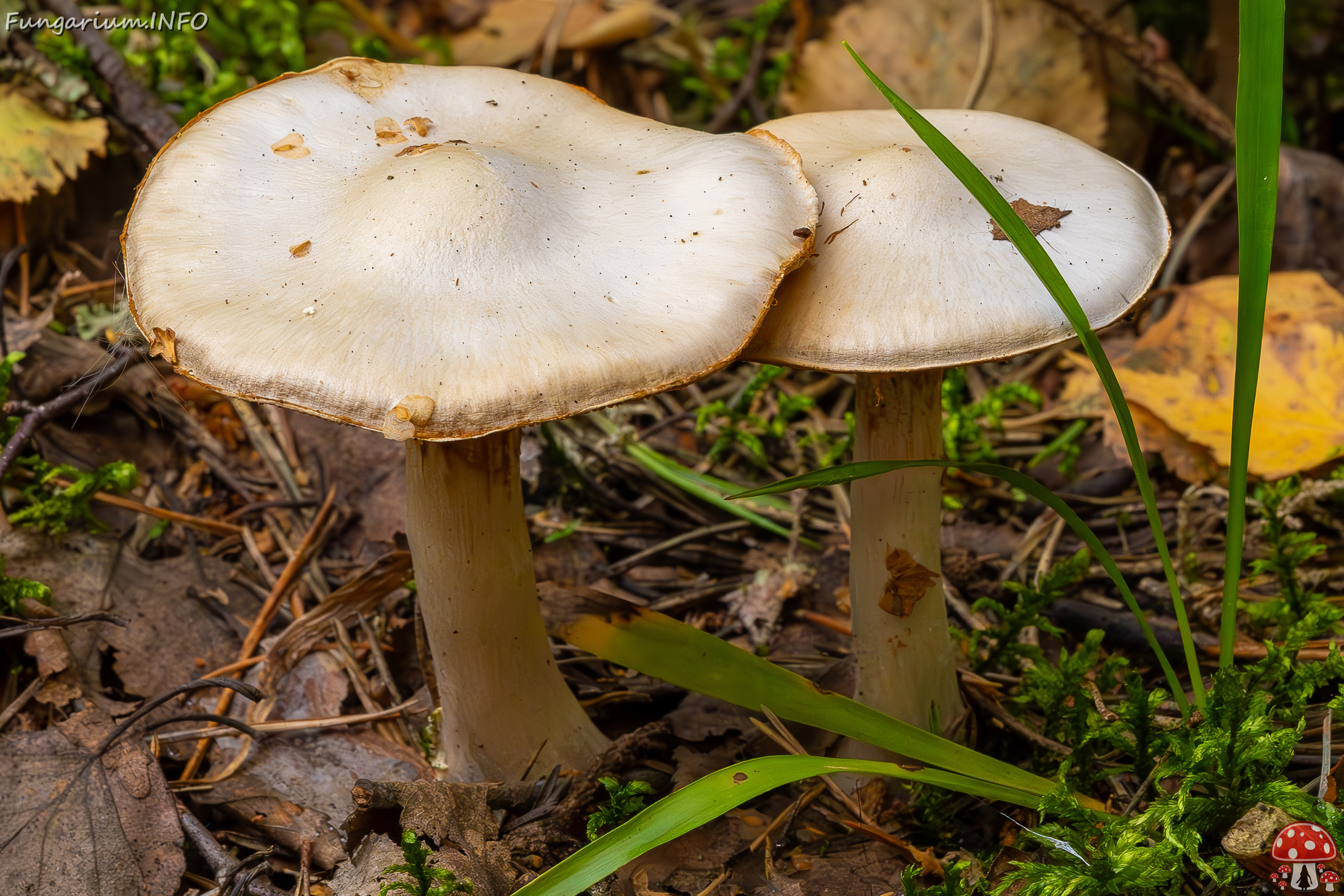 !cortinarius-alboviolaceus_2023-09-10_1-8 