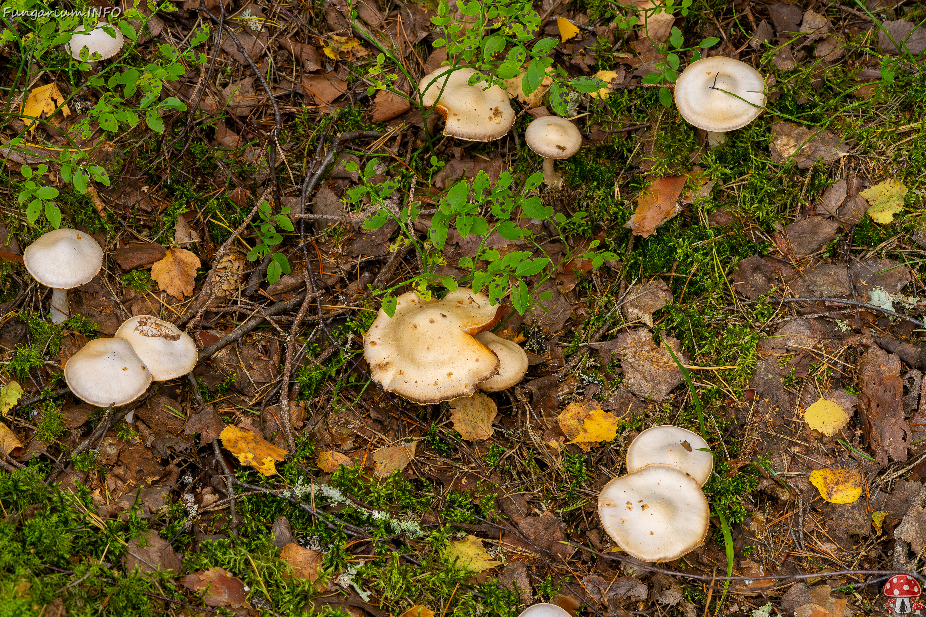 cortinarius-alboviolaceus_2023-09-10_1-1 