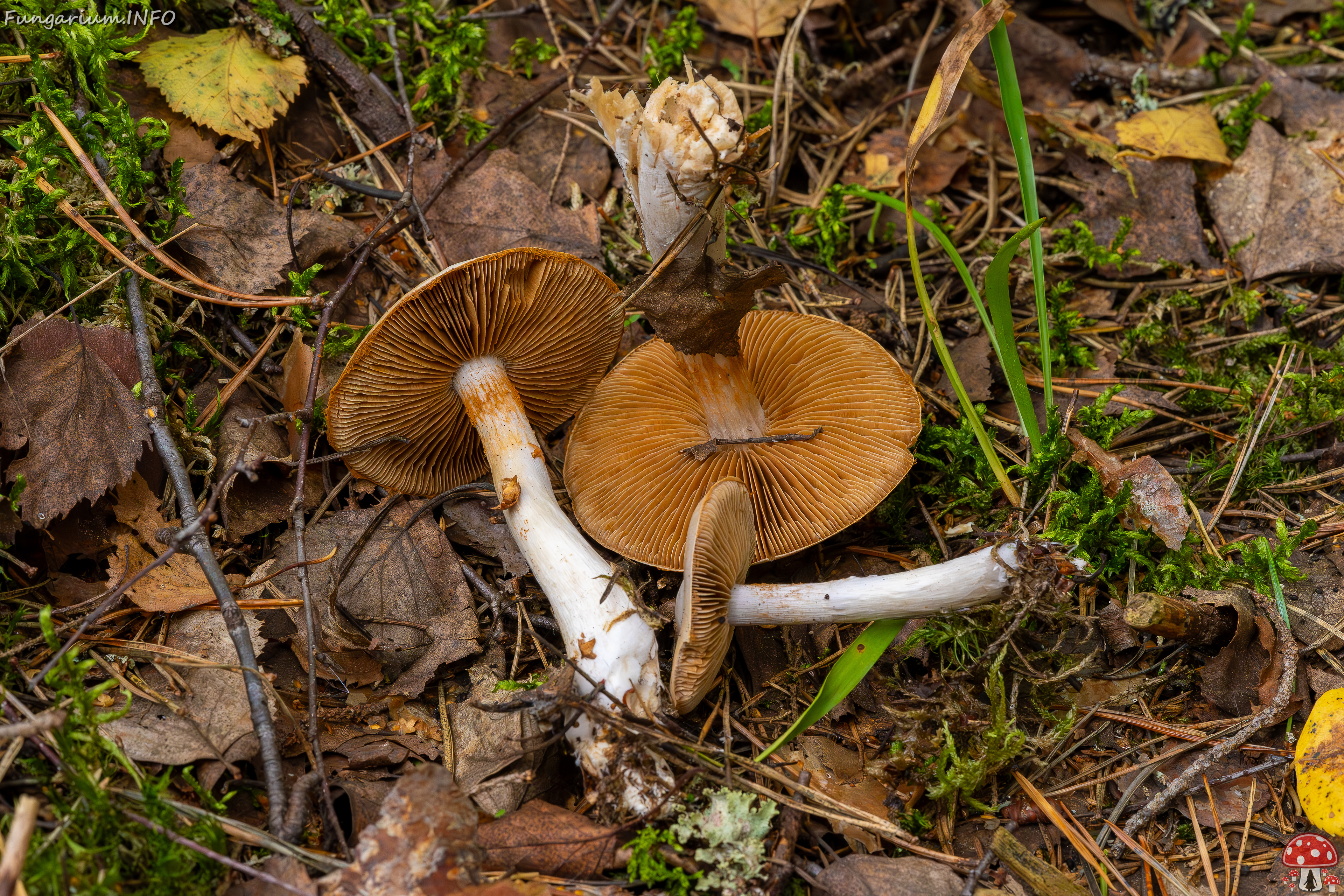 cortinarius-alboviolaceus_2023-09-10_1-10 