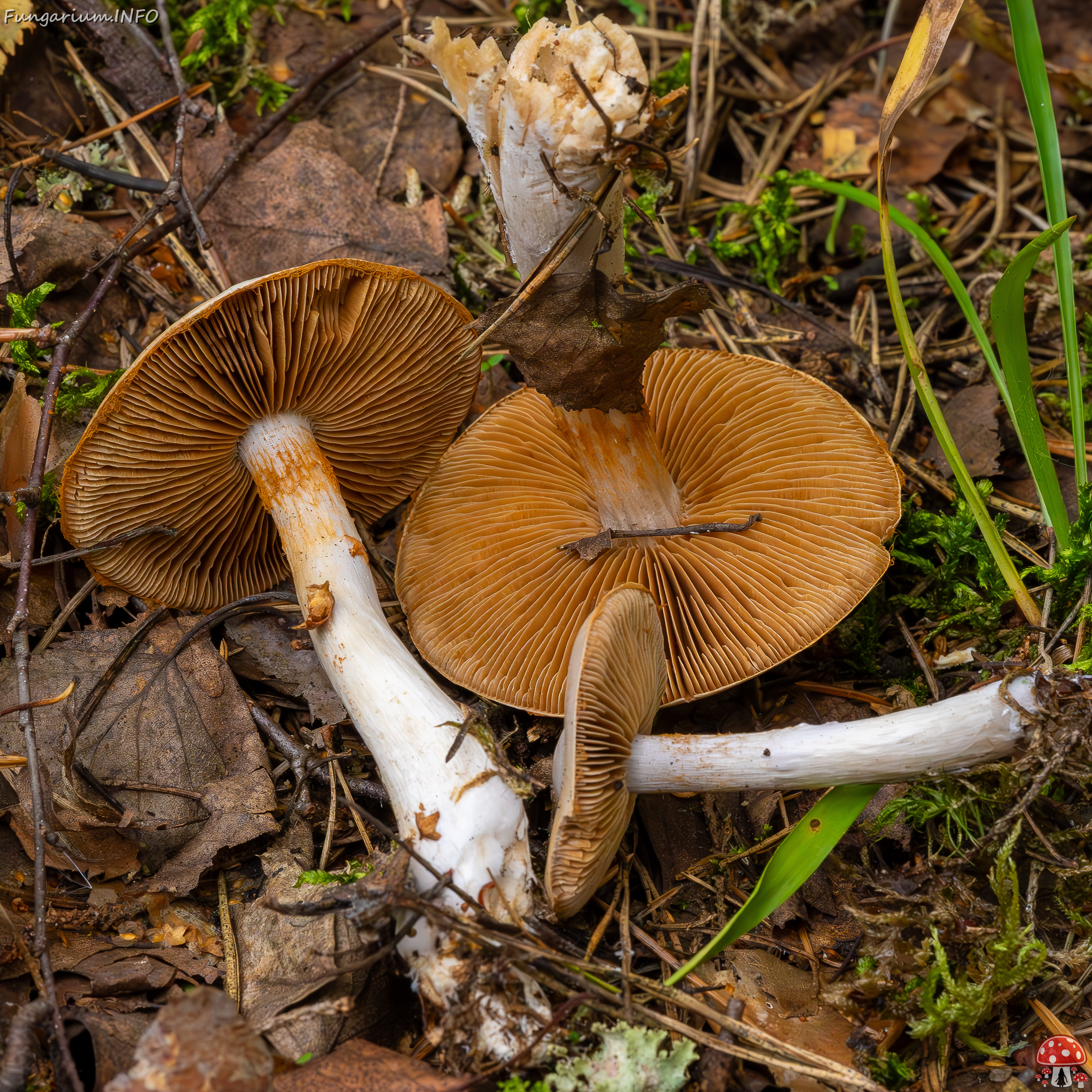 cortinarius-alboviolaceus_2023-09-10_1-11 