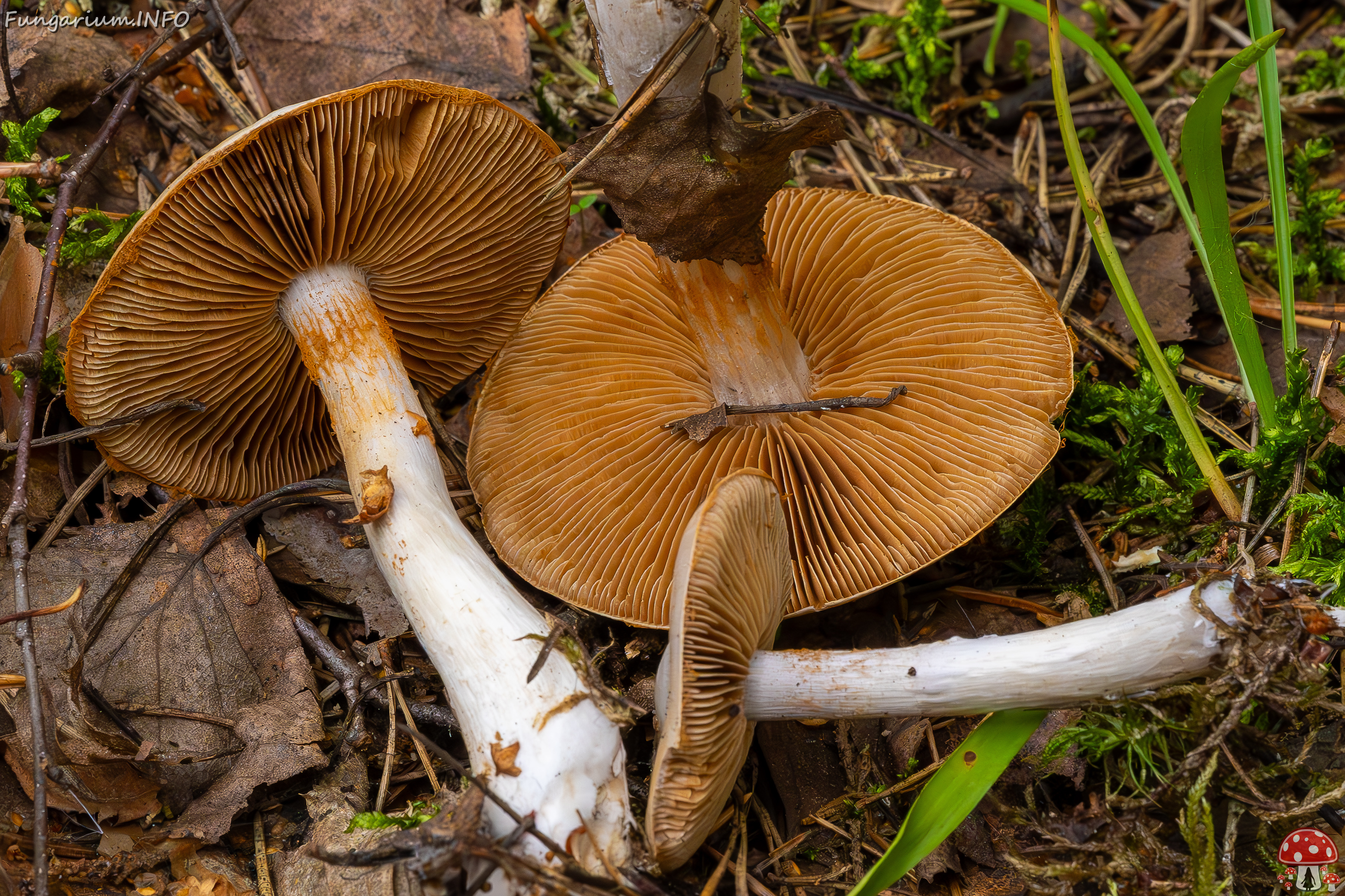 cortinarius-alboviolaceus_2023-09-10_1-12 