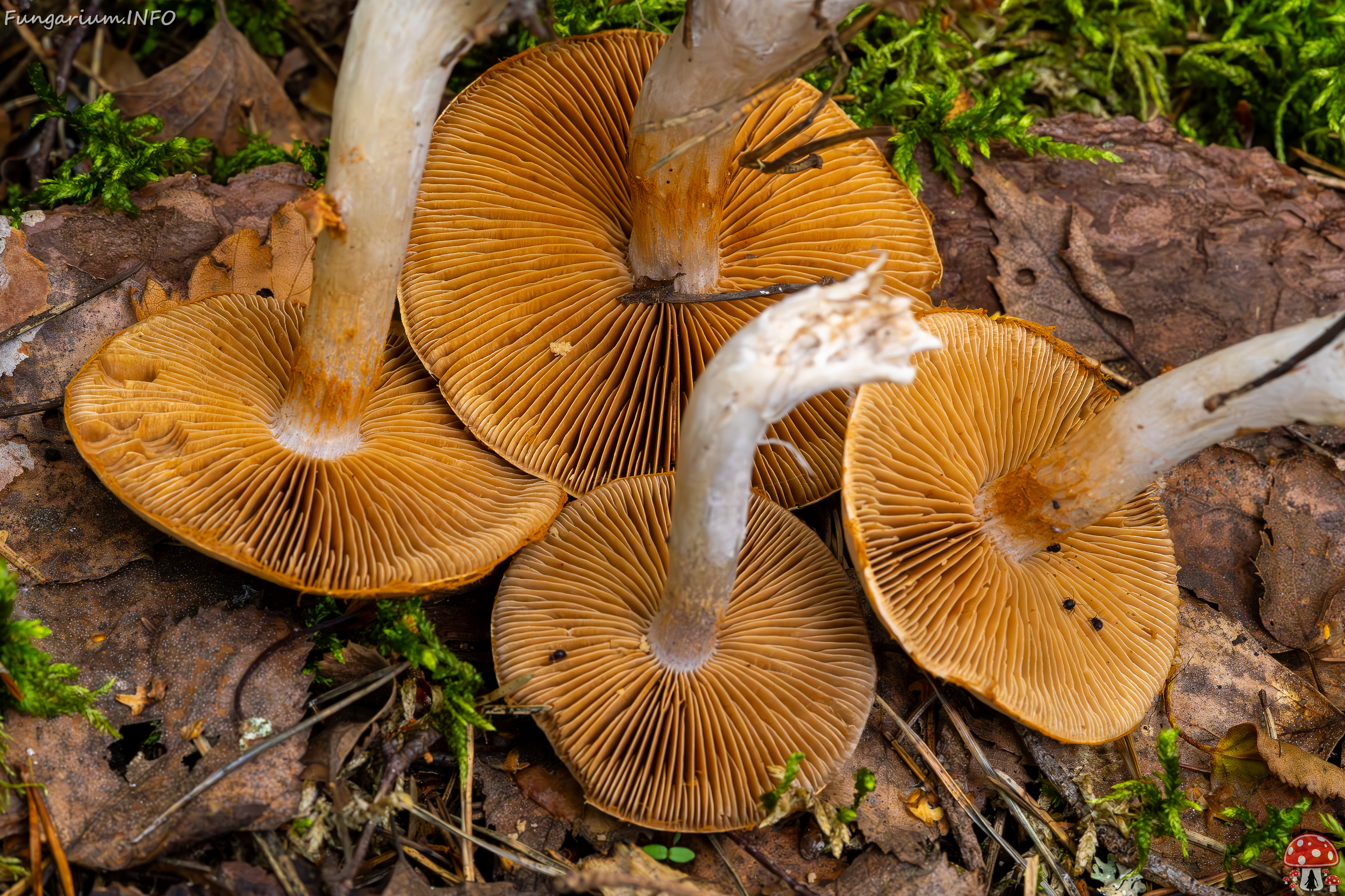 cortinarius-alboviolaceus_2023-09-10_1-13 