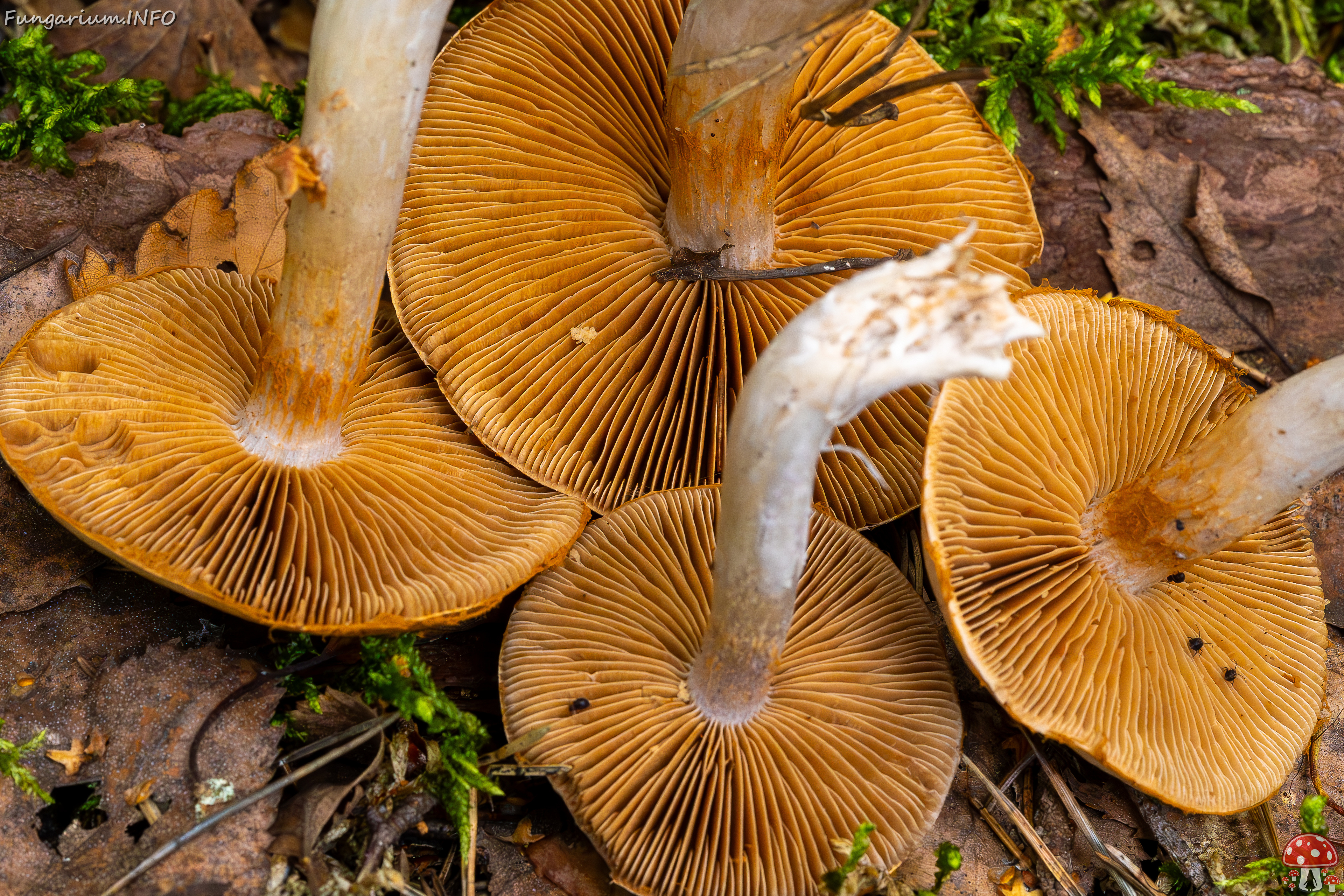 cortinarius-alboviolaceus_2023-09-10_1-14 