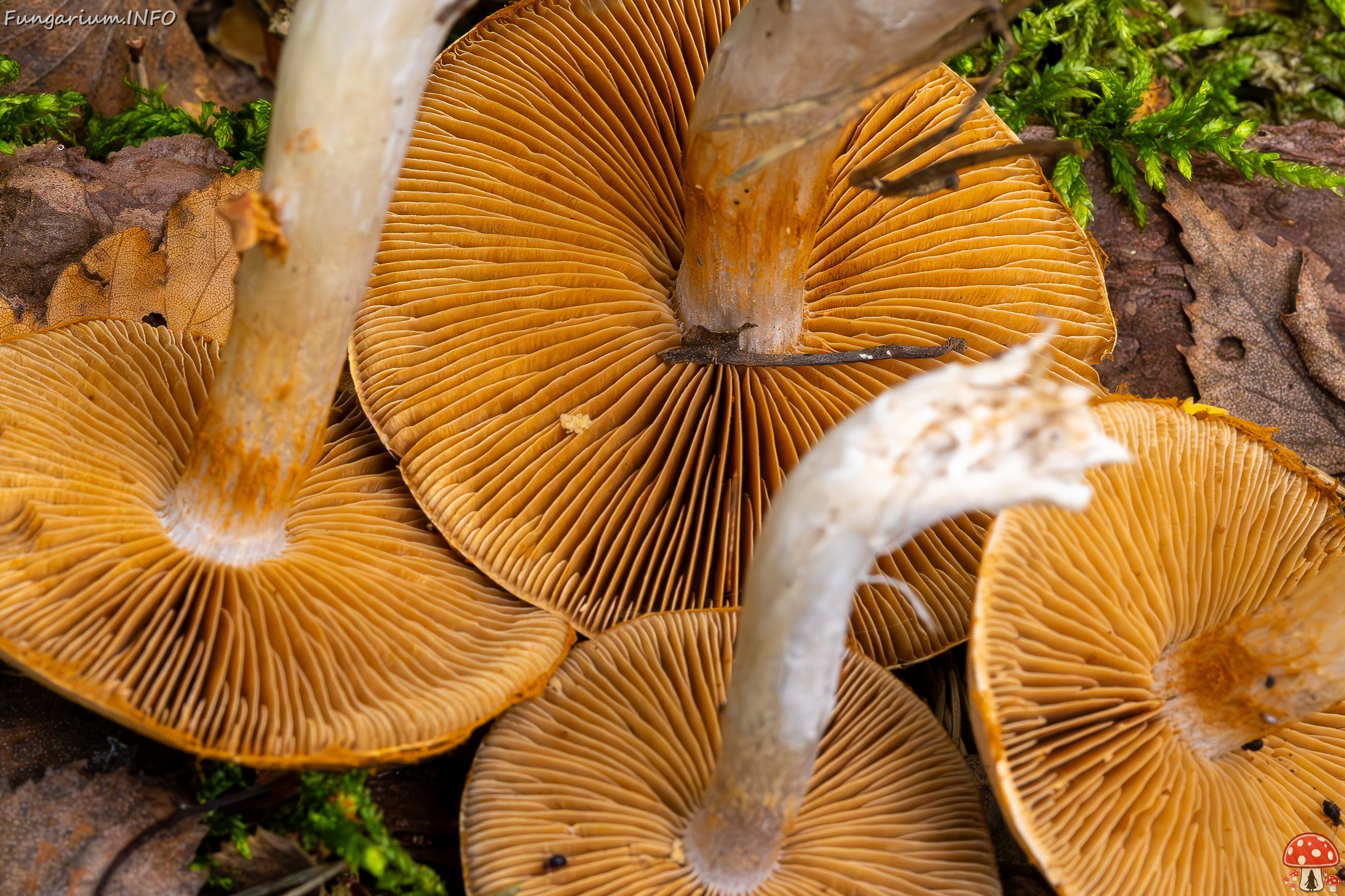 cortinarius-alboviolaceus_2023-09-10_1-15 