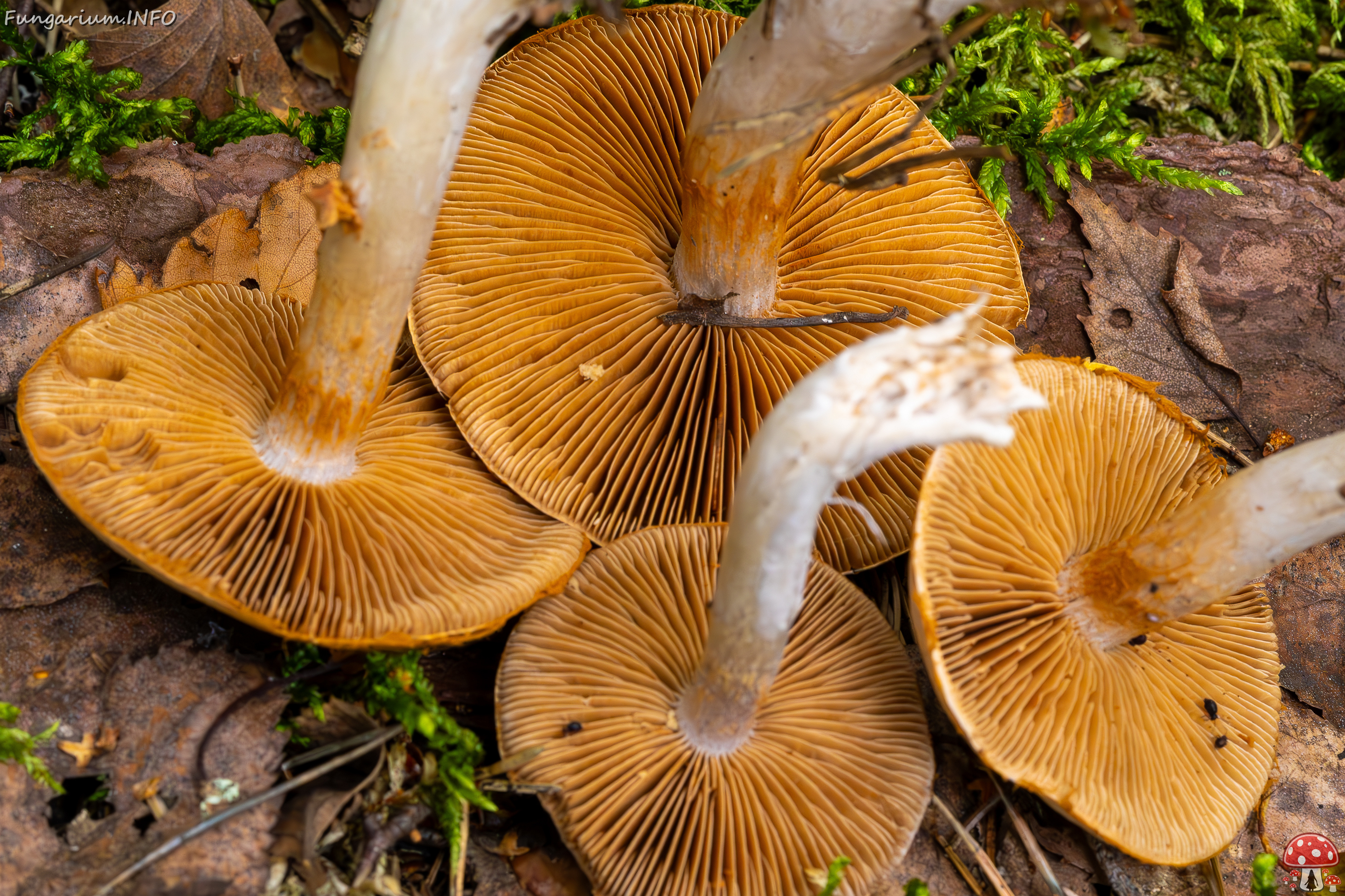 cortinarius-alboviolaceus_2023-09-10_1-17 