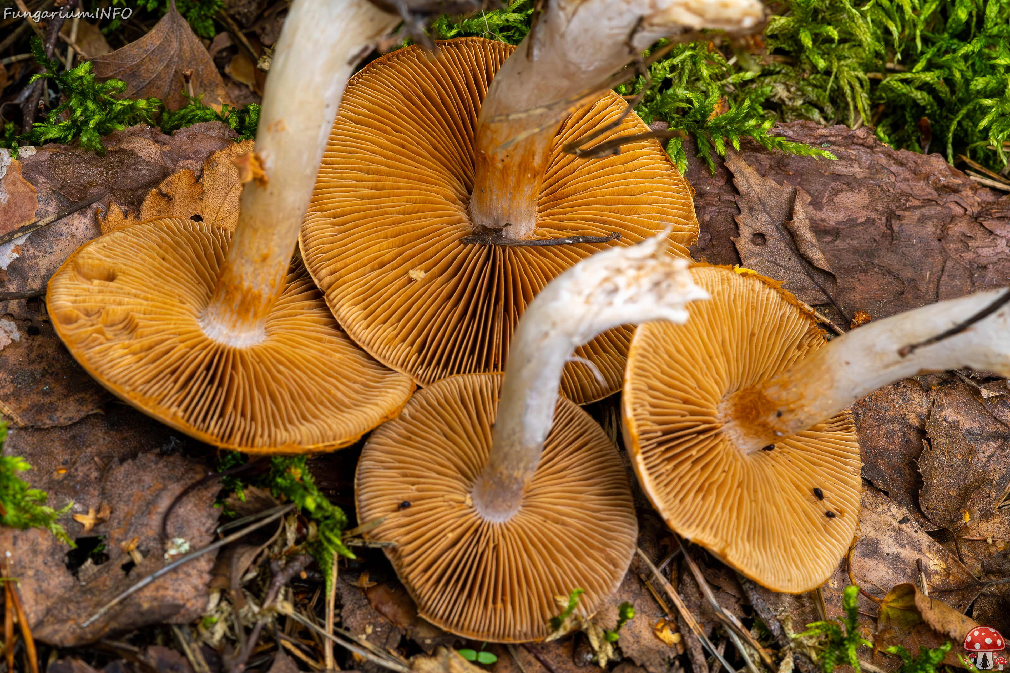 cortinarius-alboviolaceus_2023-09-10_1-18 