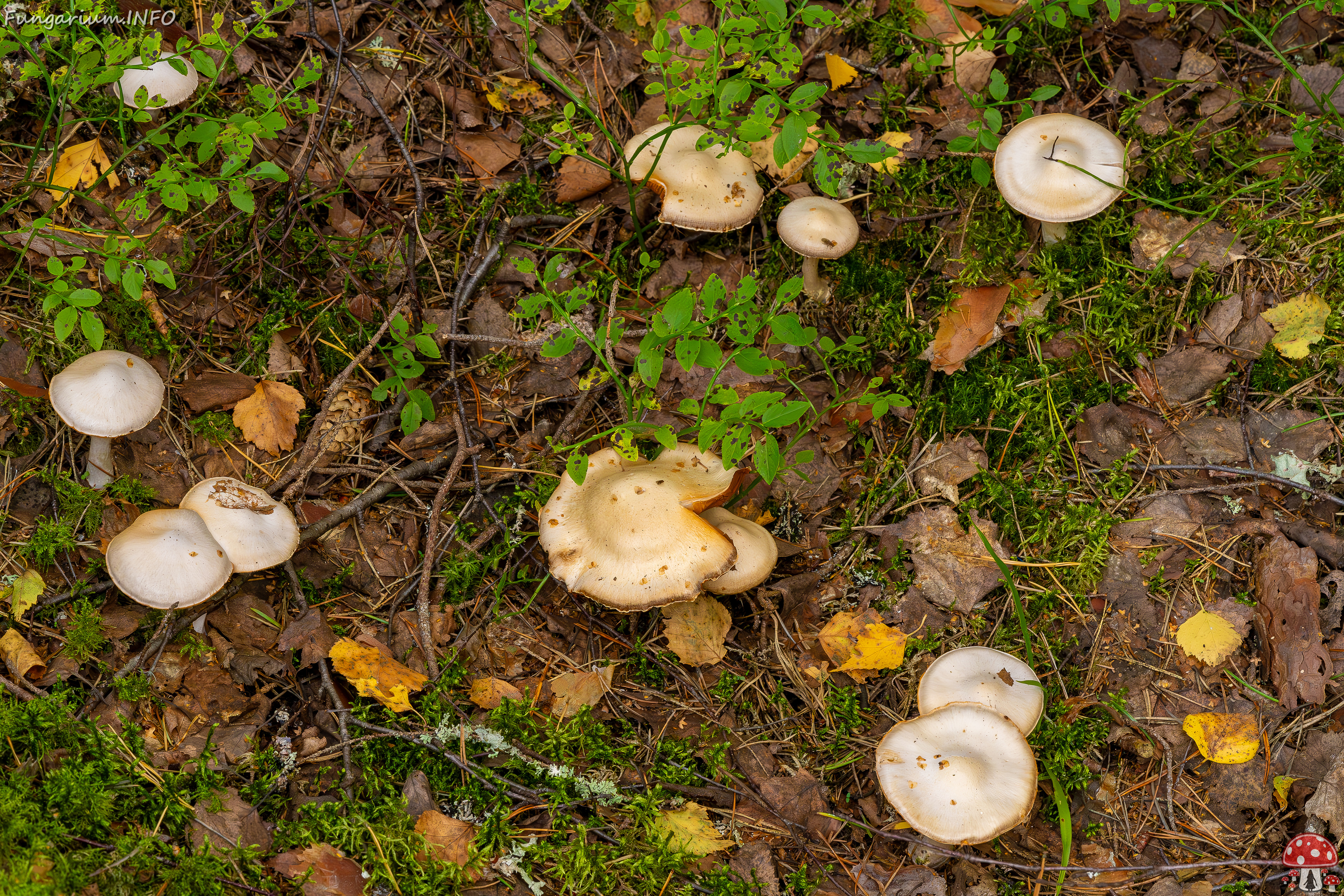 cortinarius-alboviolaceus_2023-09-10_1-2 