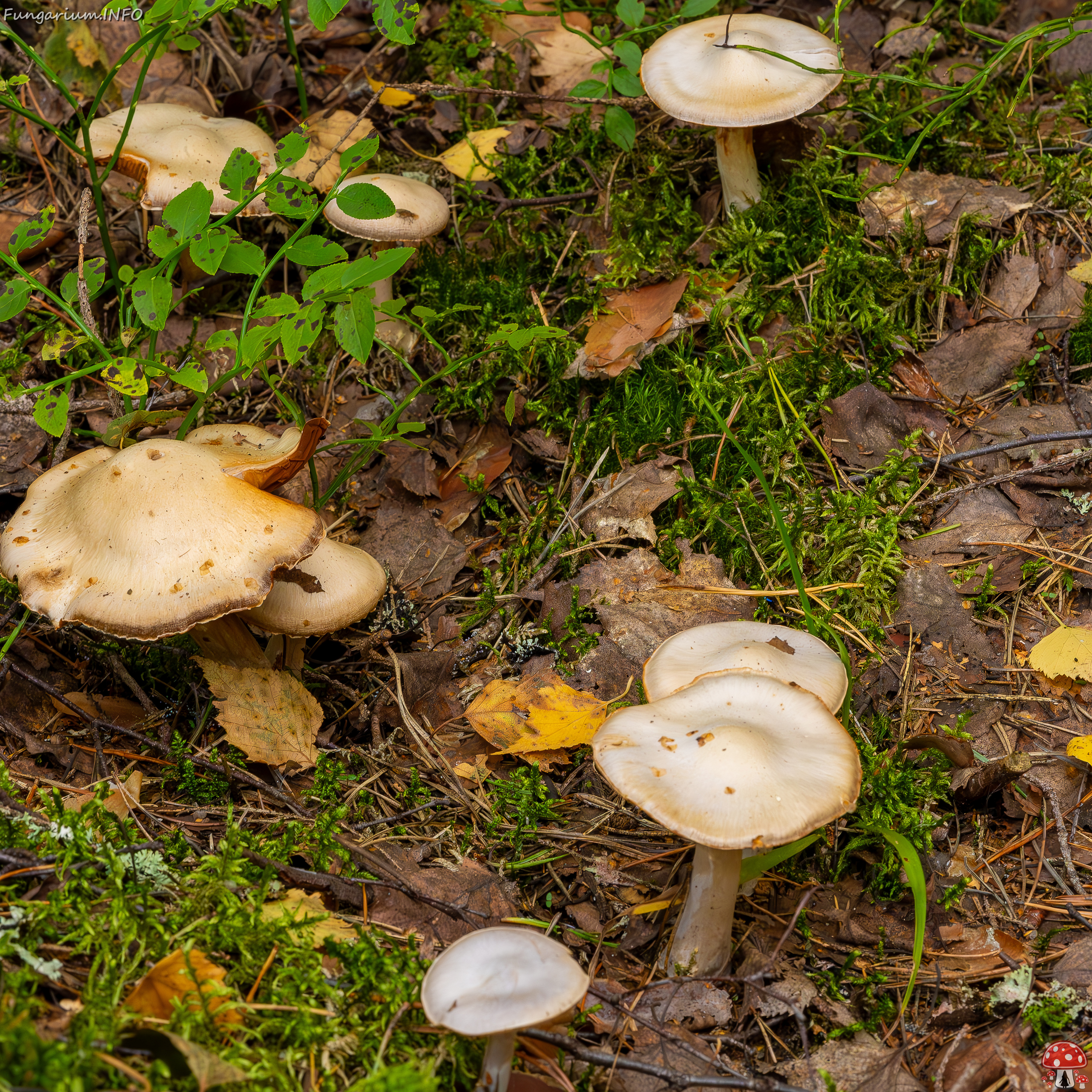 cortinarius-alboviolaceus_2023-09-10_1-3 