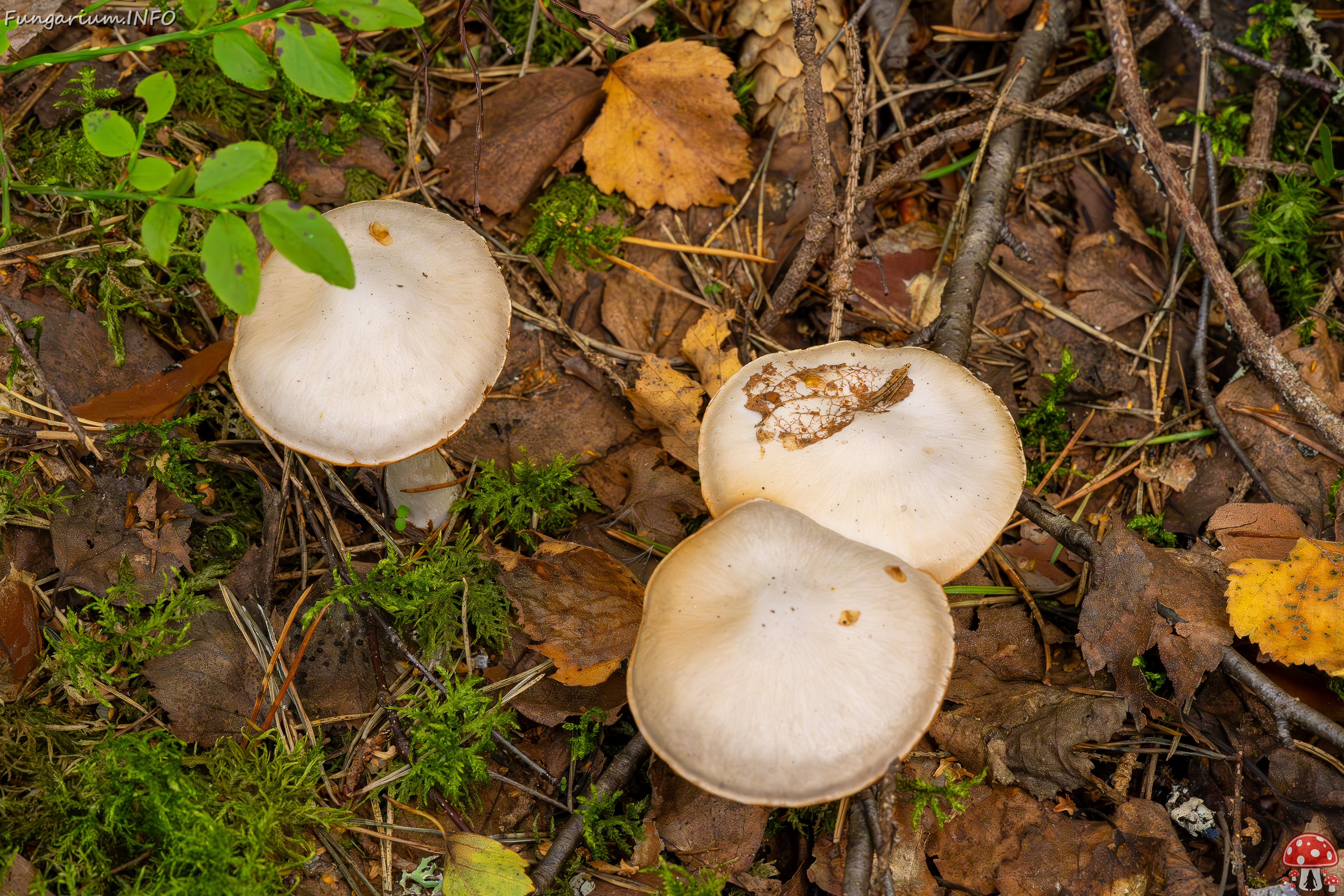 cortinarius-alboviolaceus_2023-09-10_1-4 