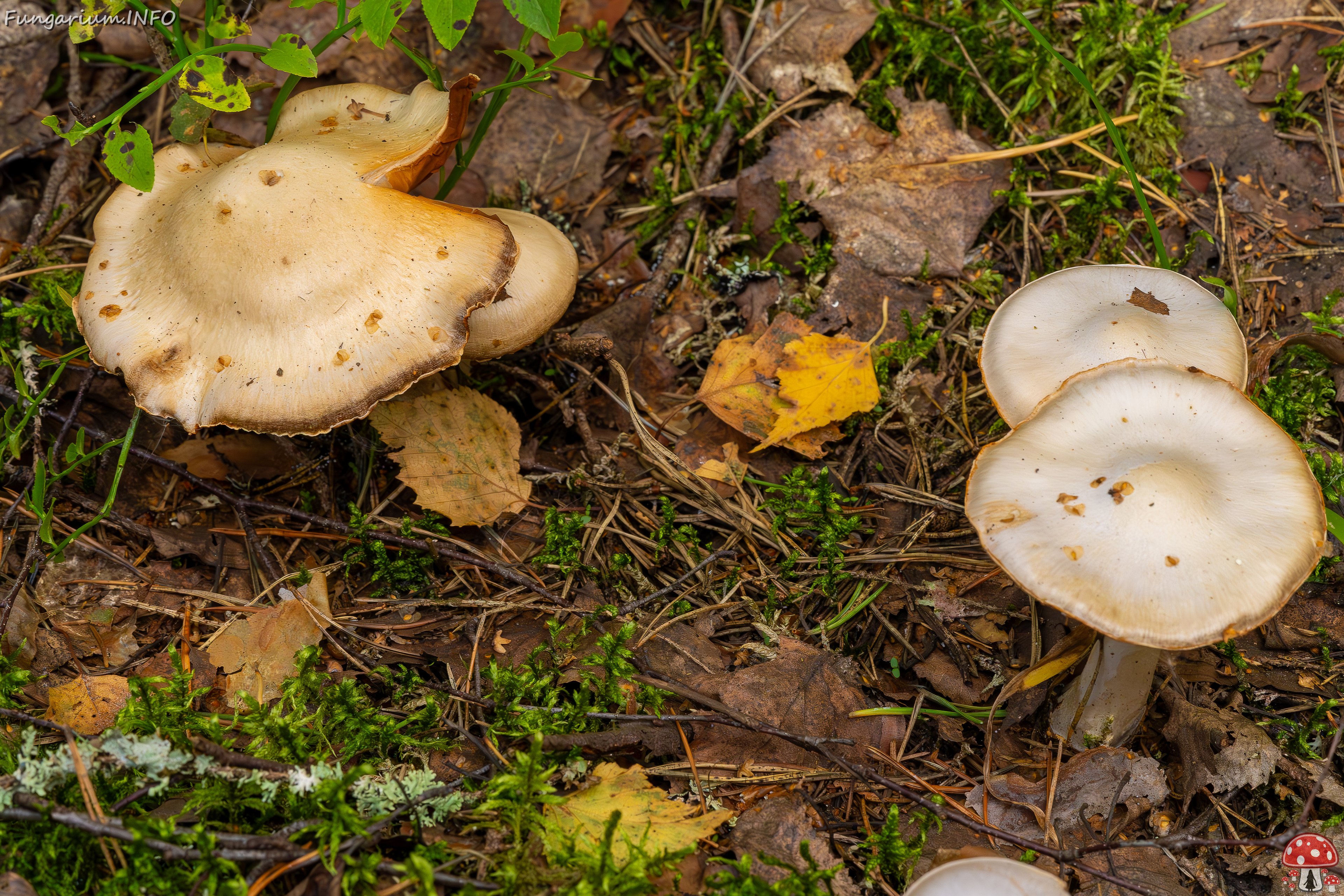 cortinarius-alboviolaceus_2023-09-10_1-5 