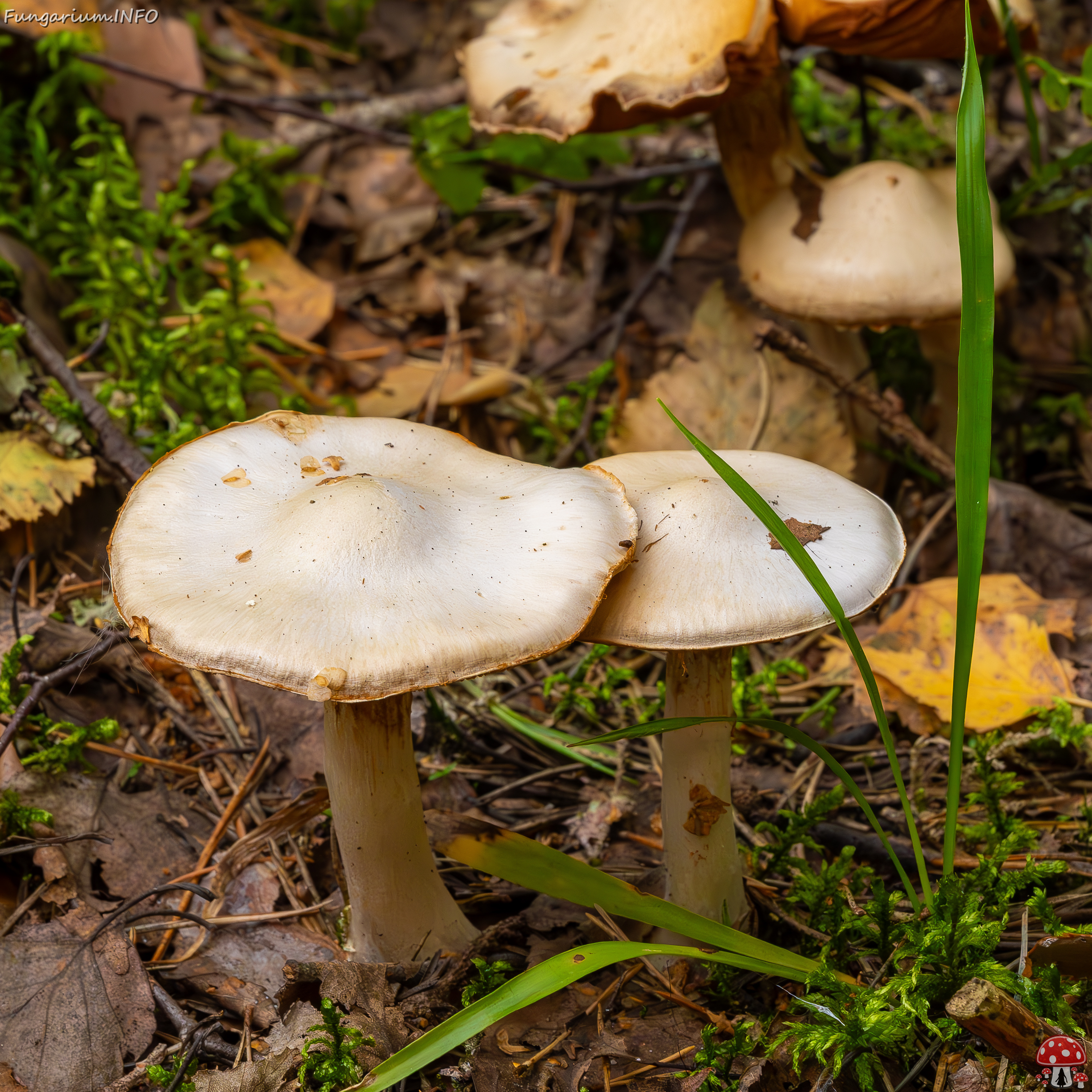 cortinarius-alboviolaceus_2023-09-10_1-6 