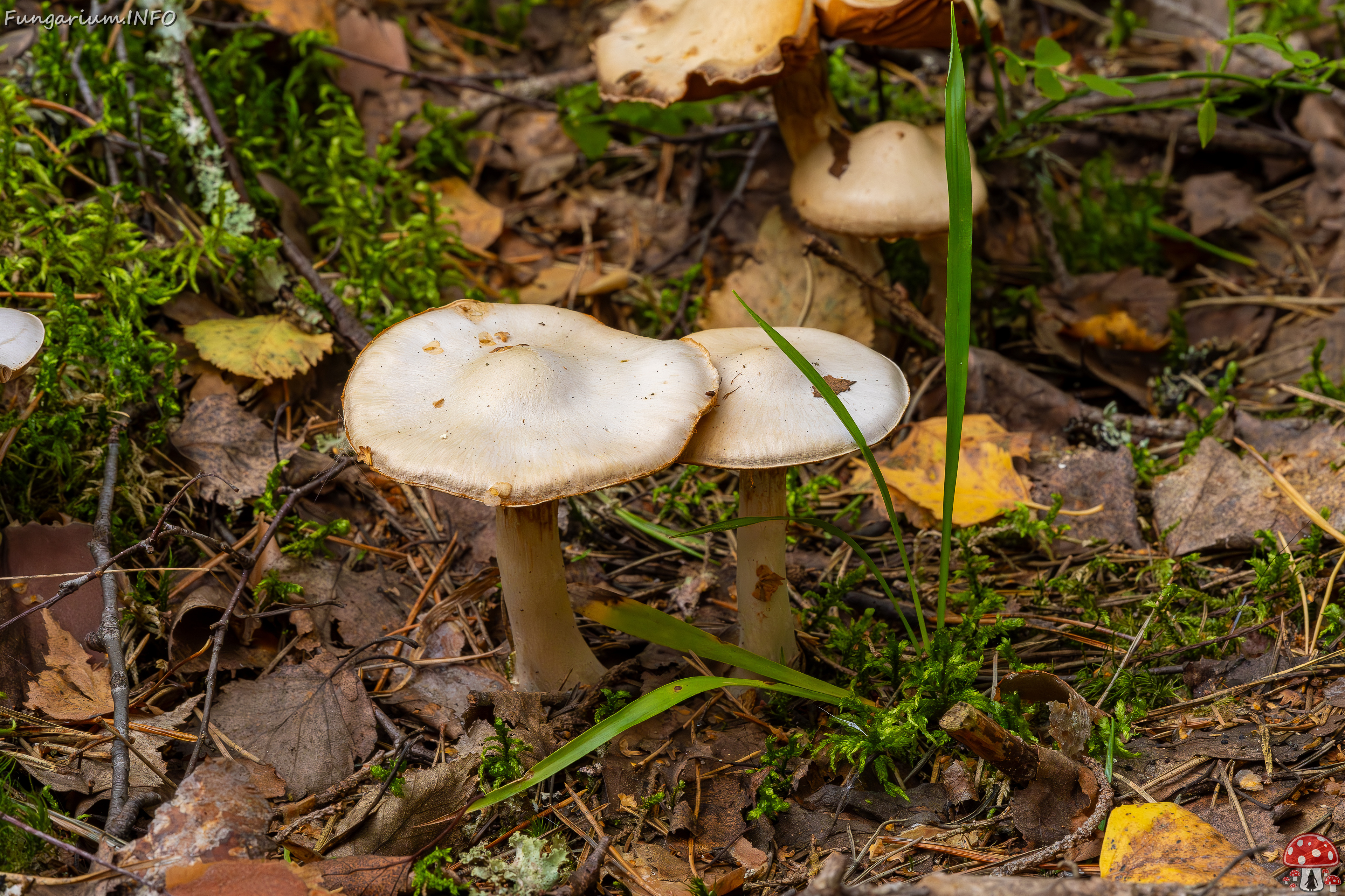 cortinarius-alboviolaceus_2023-09-10_1-7 